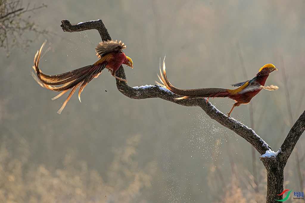 D4S_1009.jpg