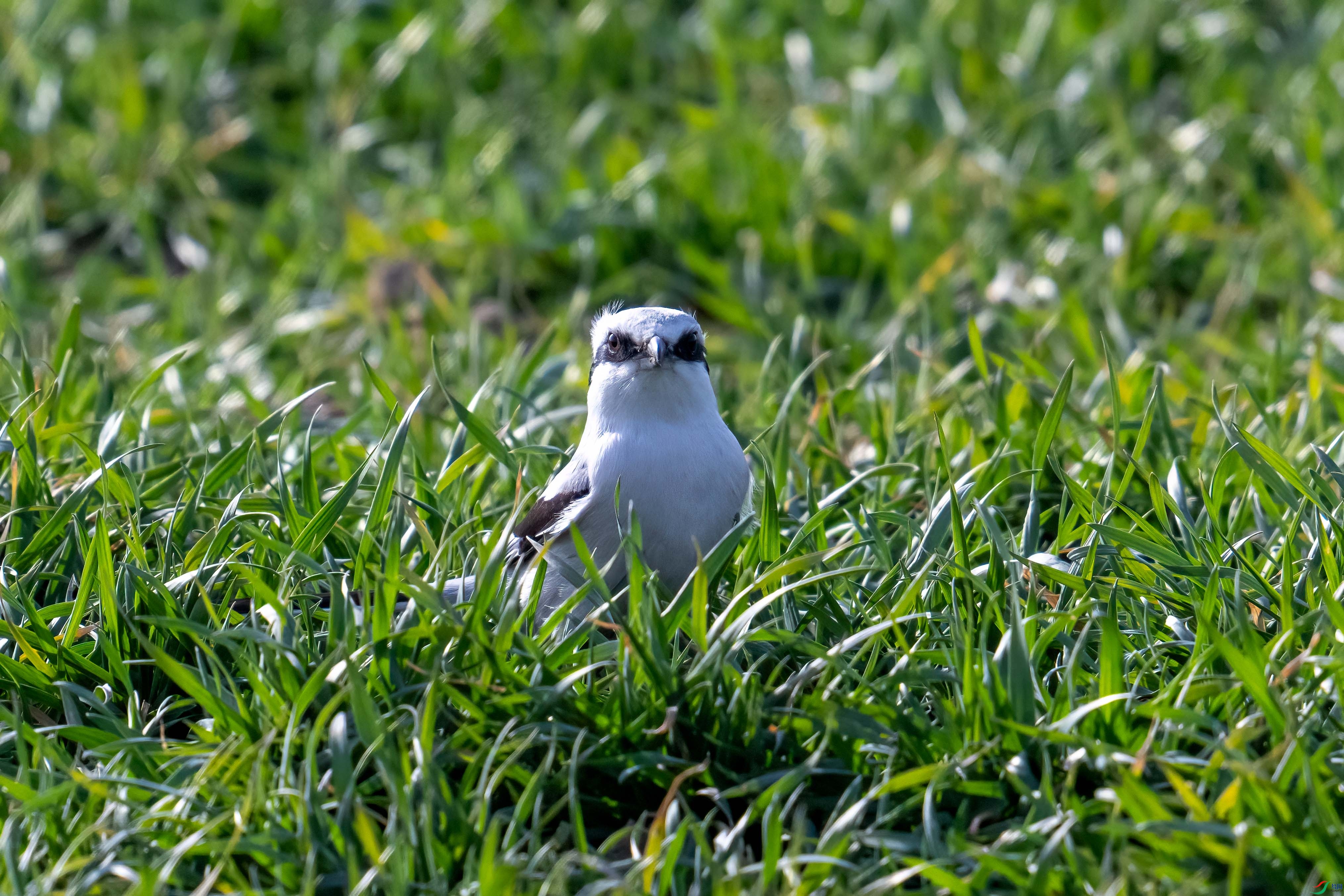 _DSC9035.jpg