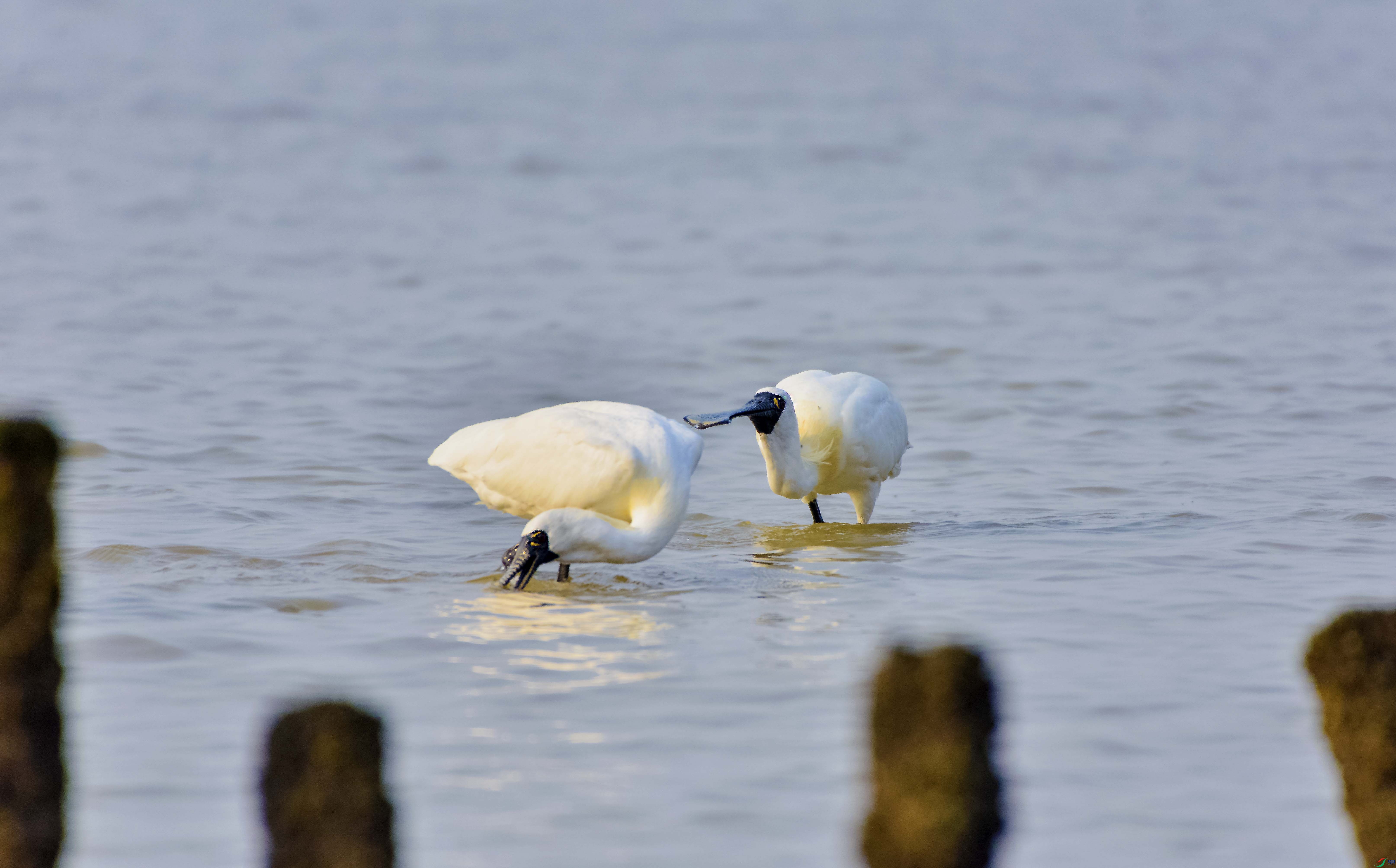 DSC_2605.jpg