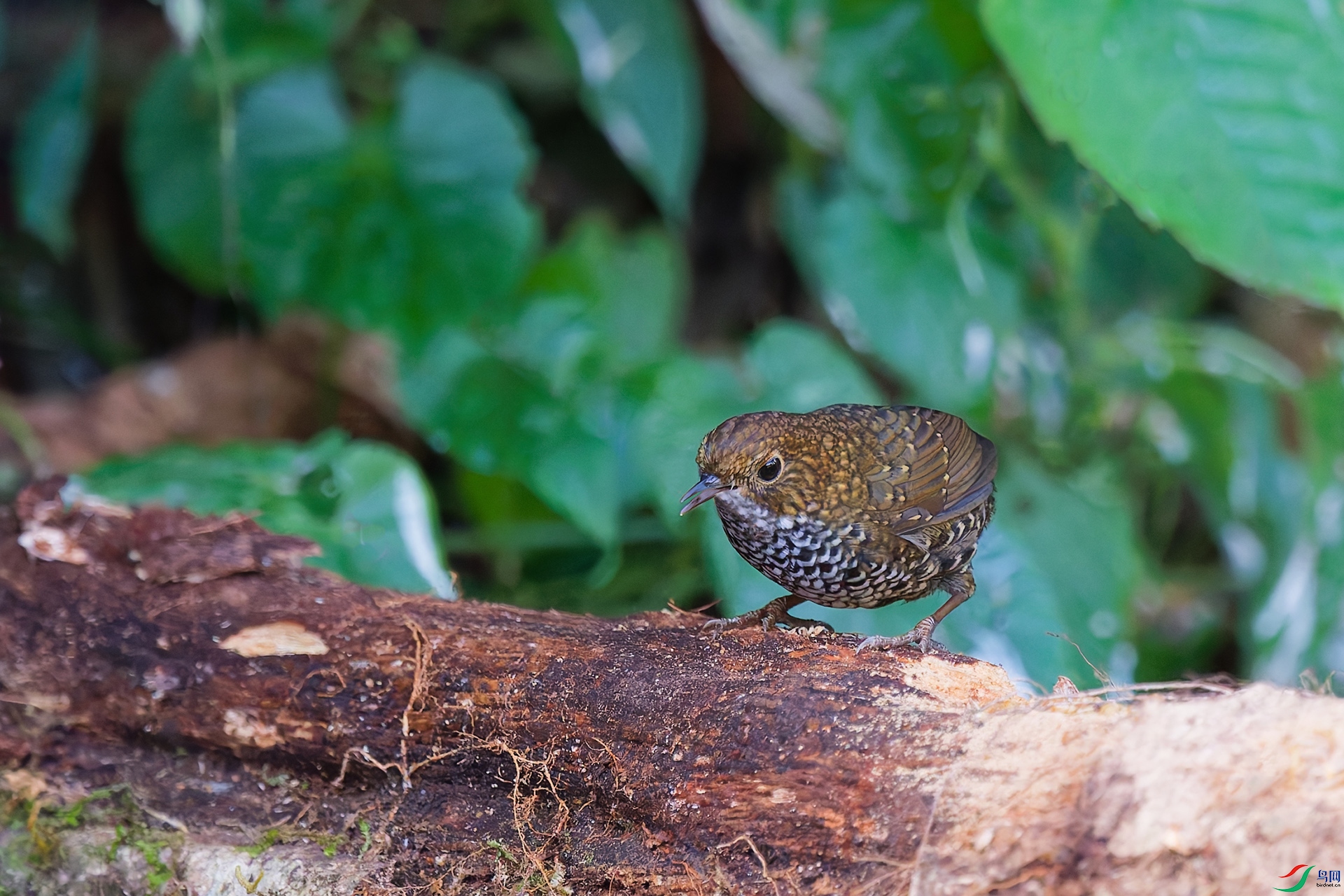 DSC_2813_DxO_DxOa.jpg