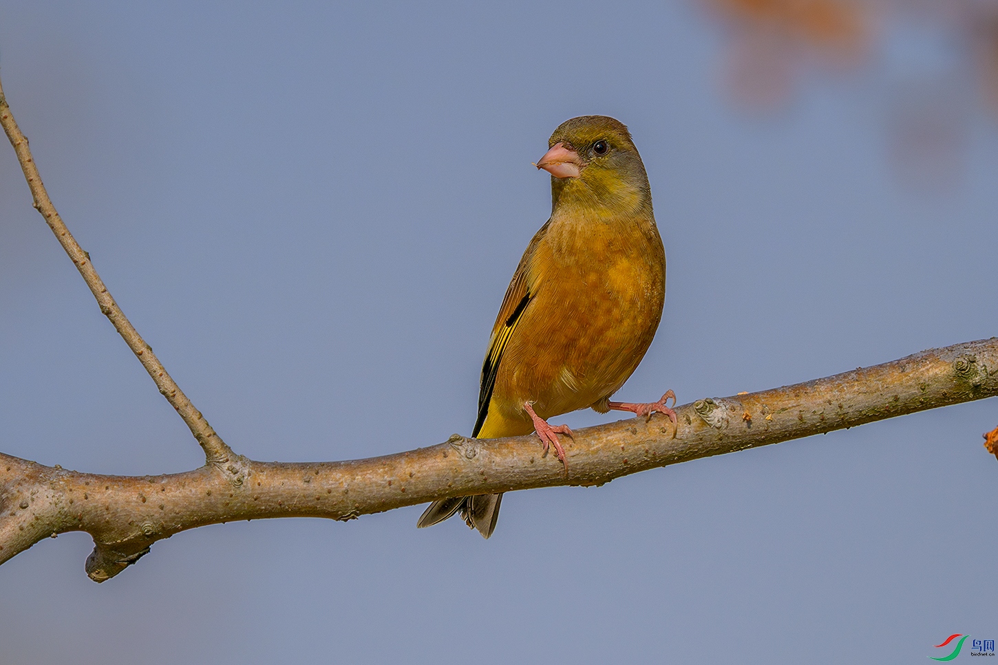 DSC_1526b.jpg