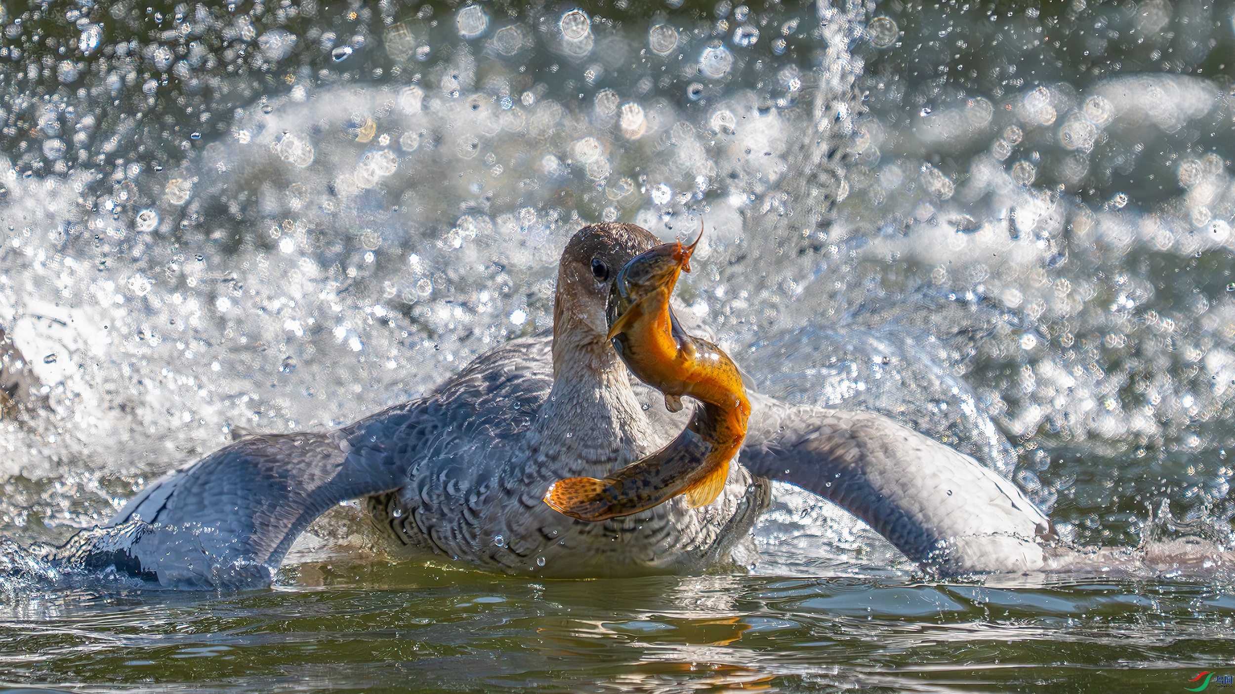 _DSC7996 (2) ����.jpg