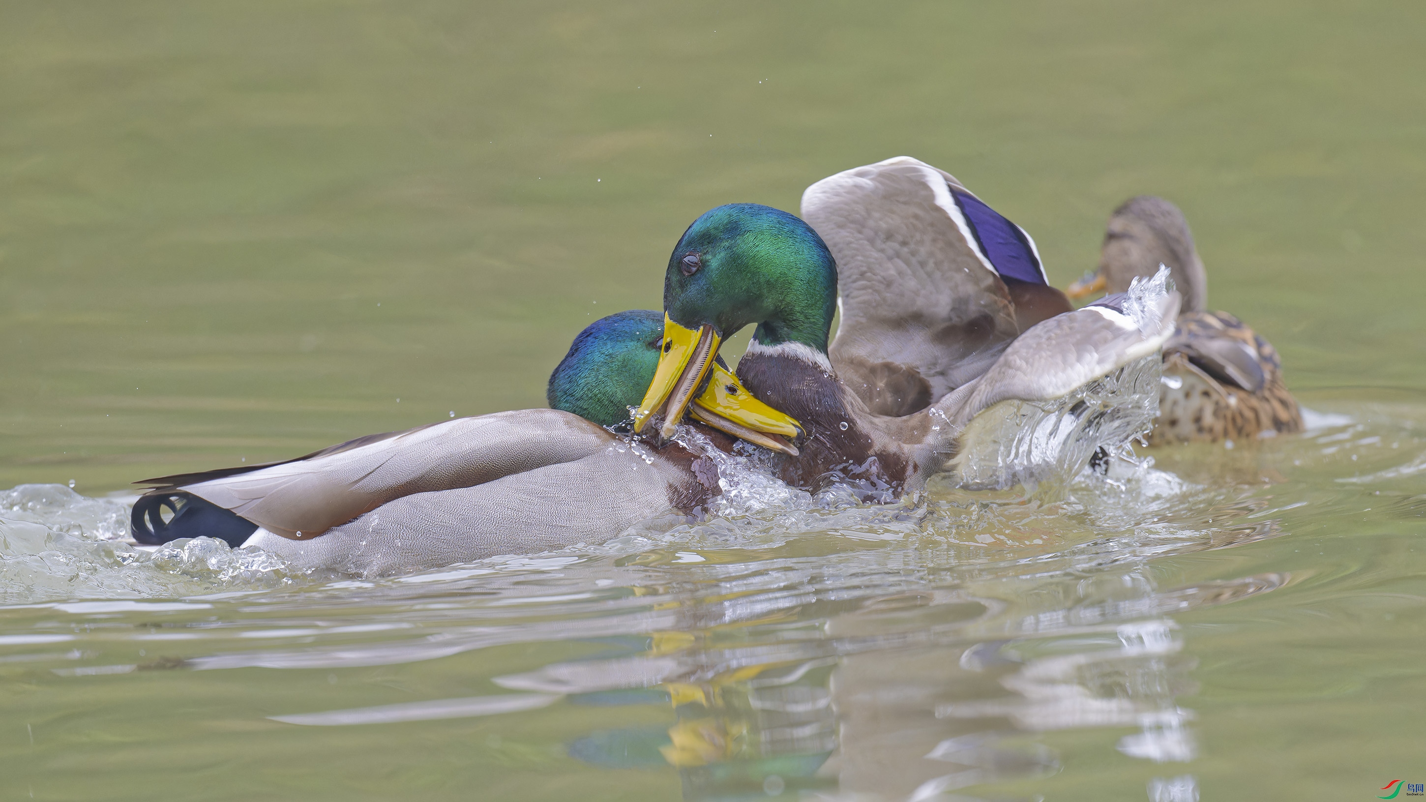 DSC_9232_DxO.jpg