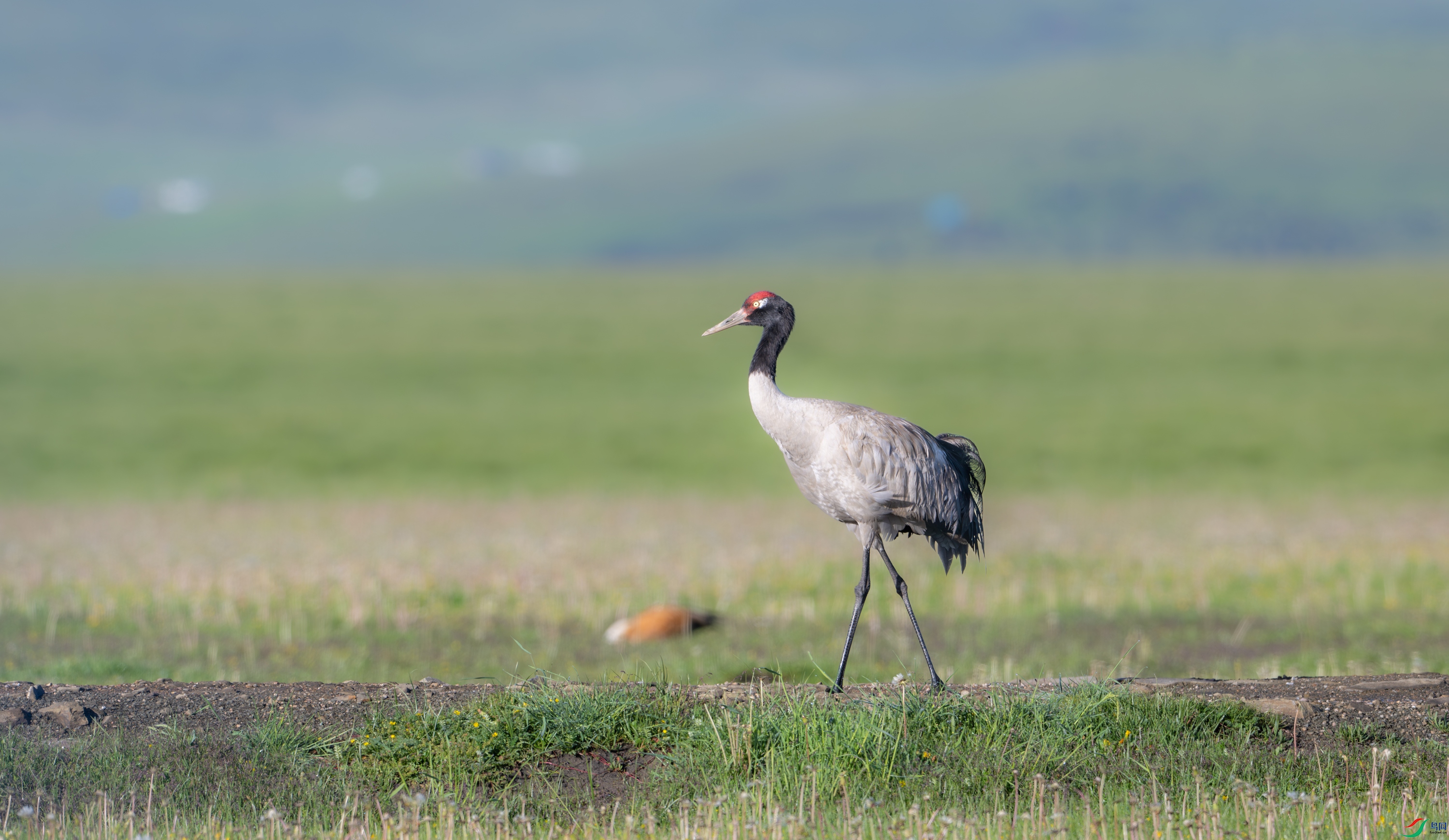 DSC_2660-����ǿ-NR-11.jpg