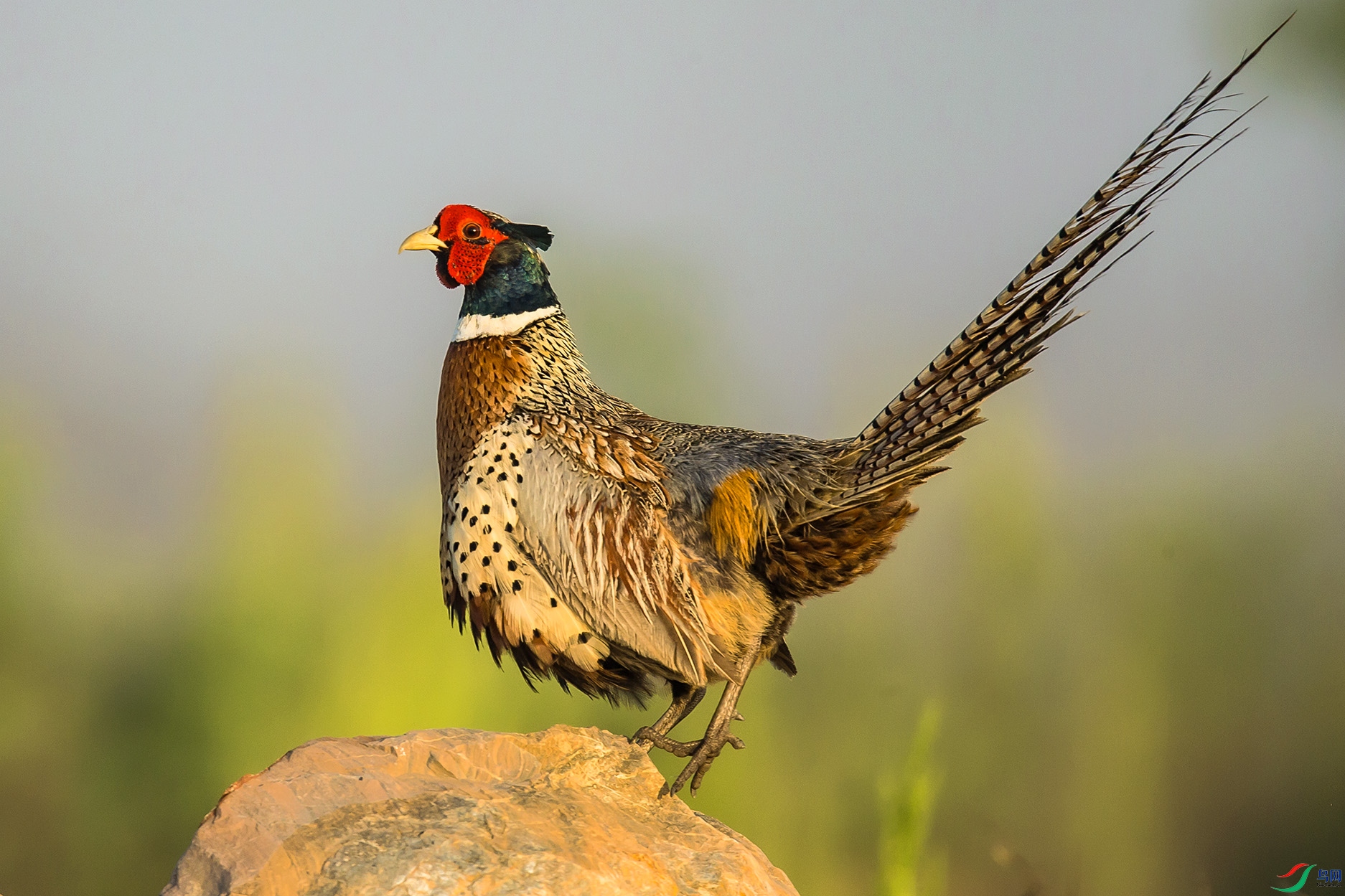 _MG_5416 ����.jpg