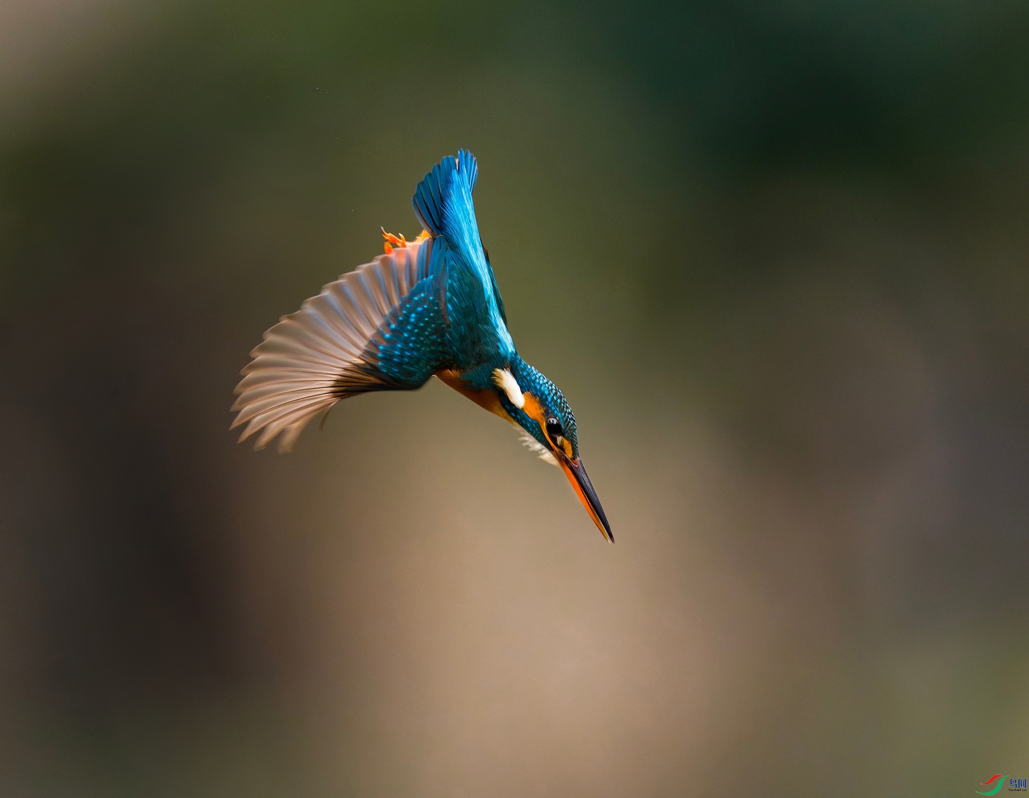 DSC04582 ����-topaz_����.jpg