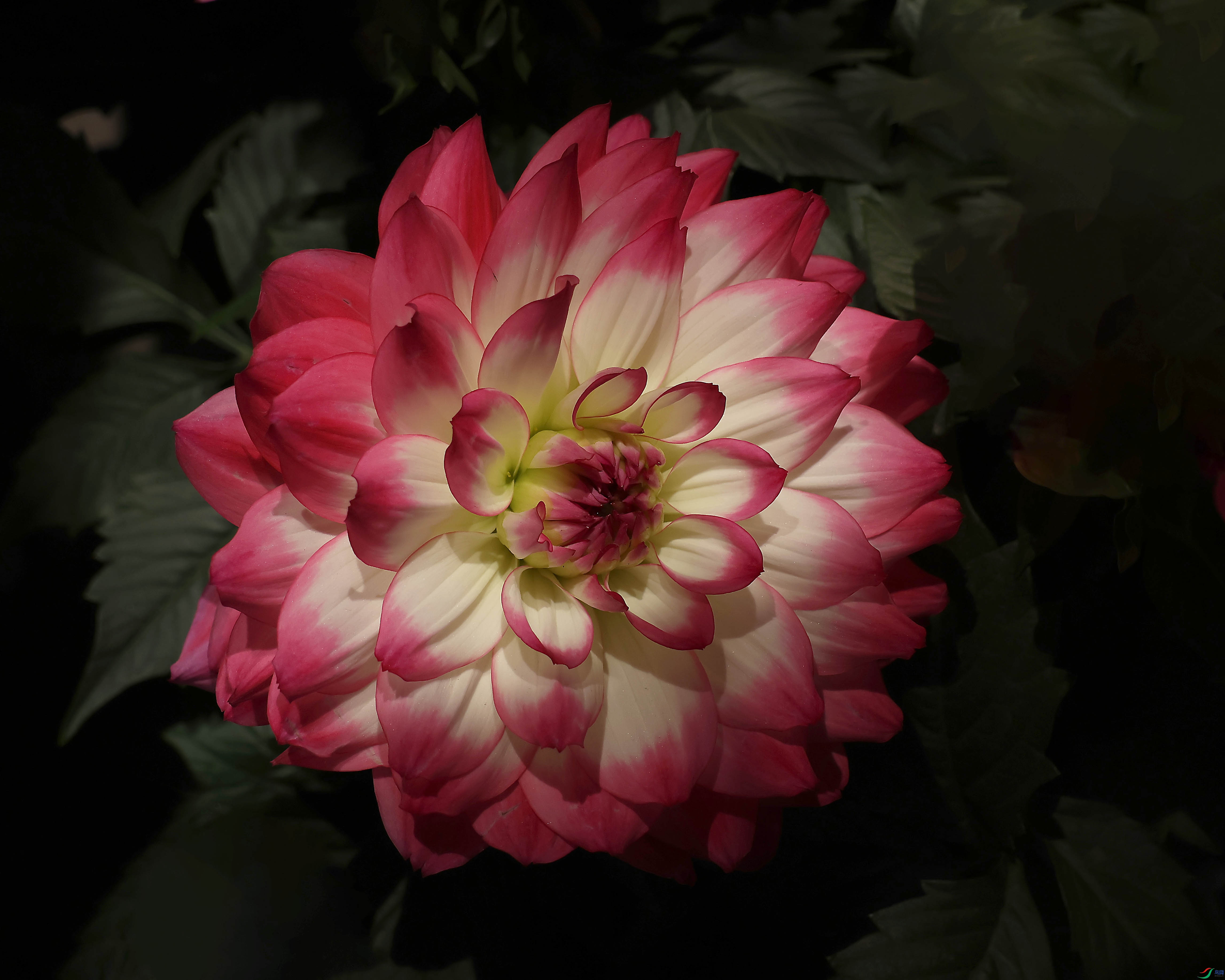 2G9A0983.JPG