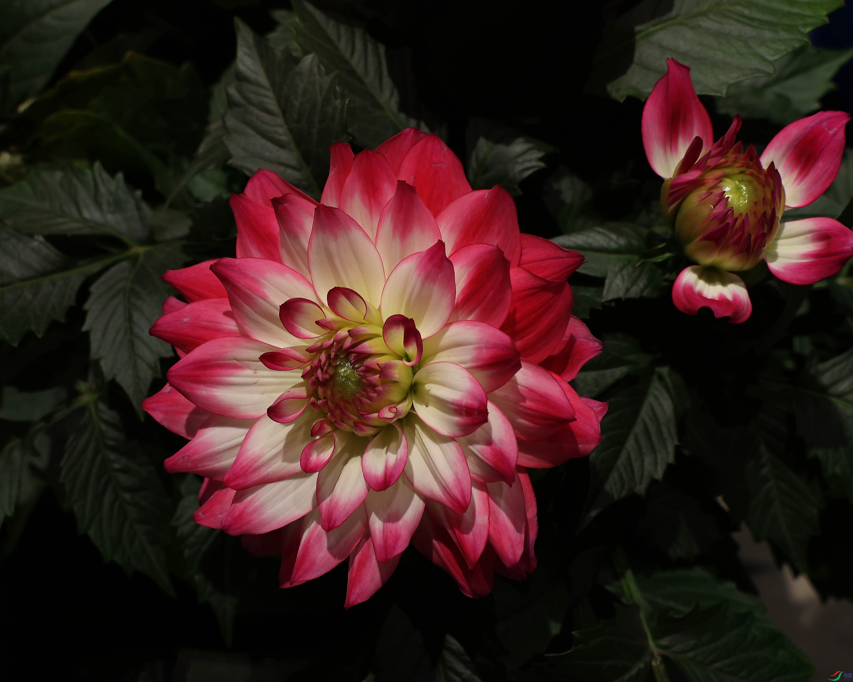 2G9A0988.JPG