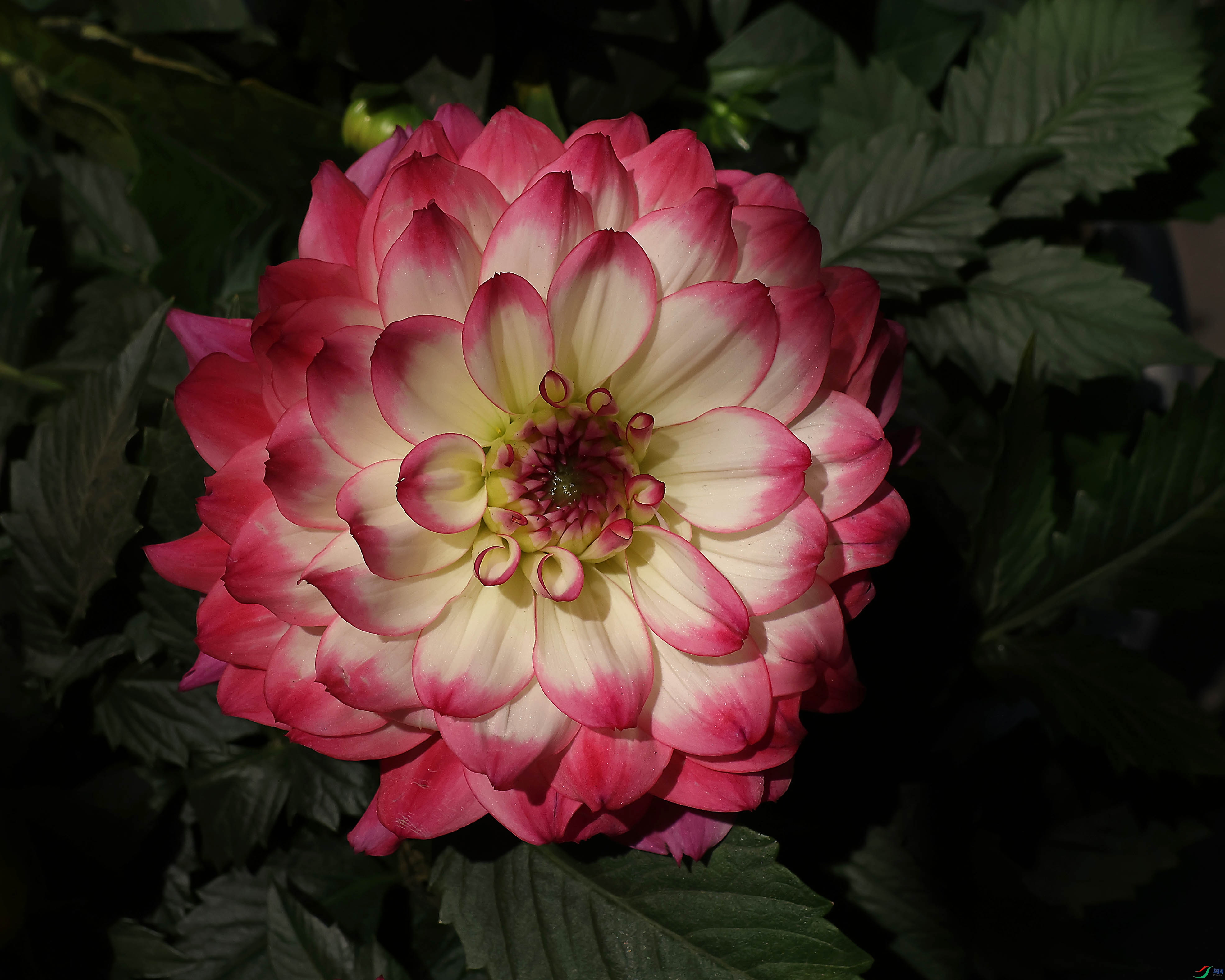 2G9A0987.JPG