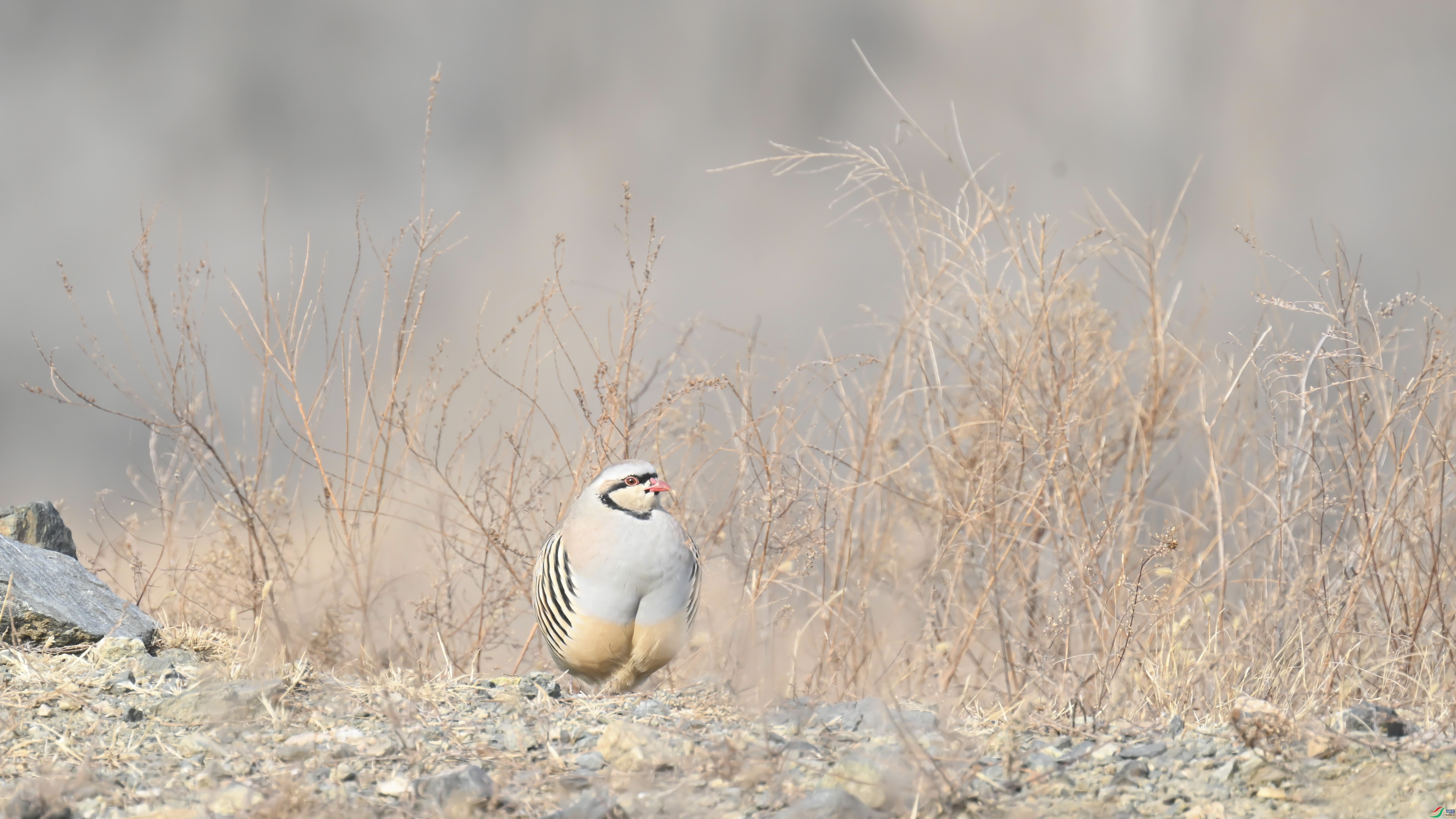 DSC_1730_����.jpg