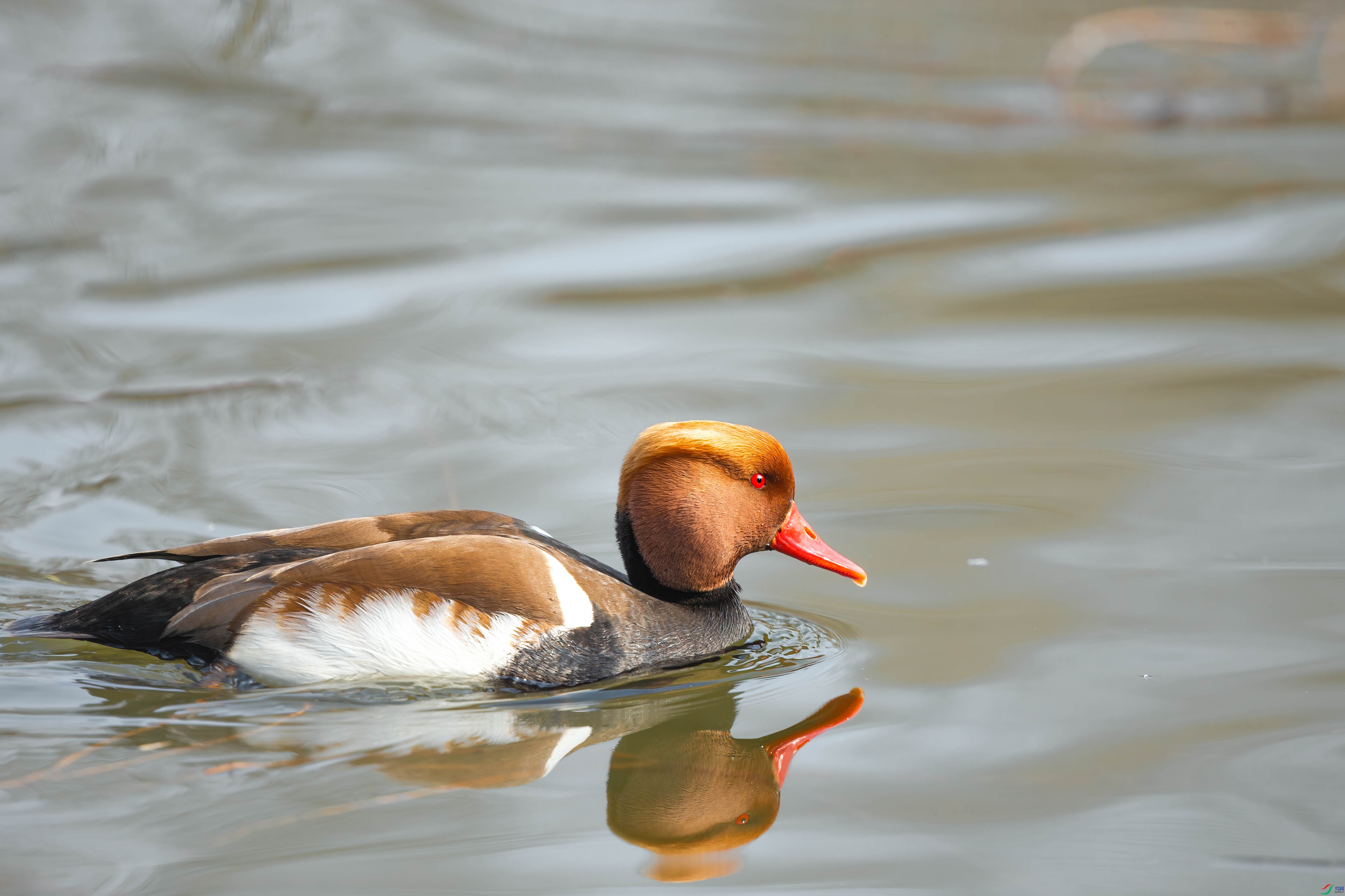 AQ4P8810-1.jpg