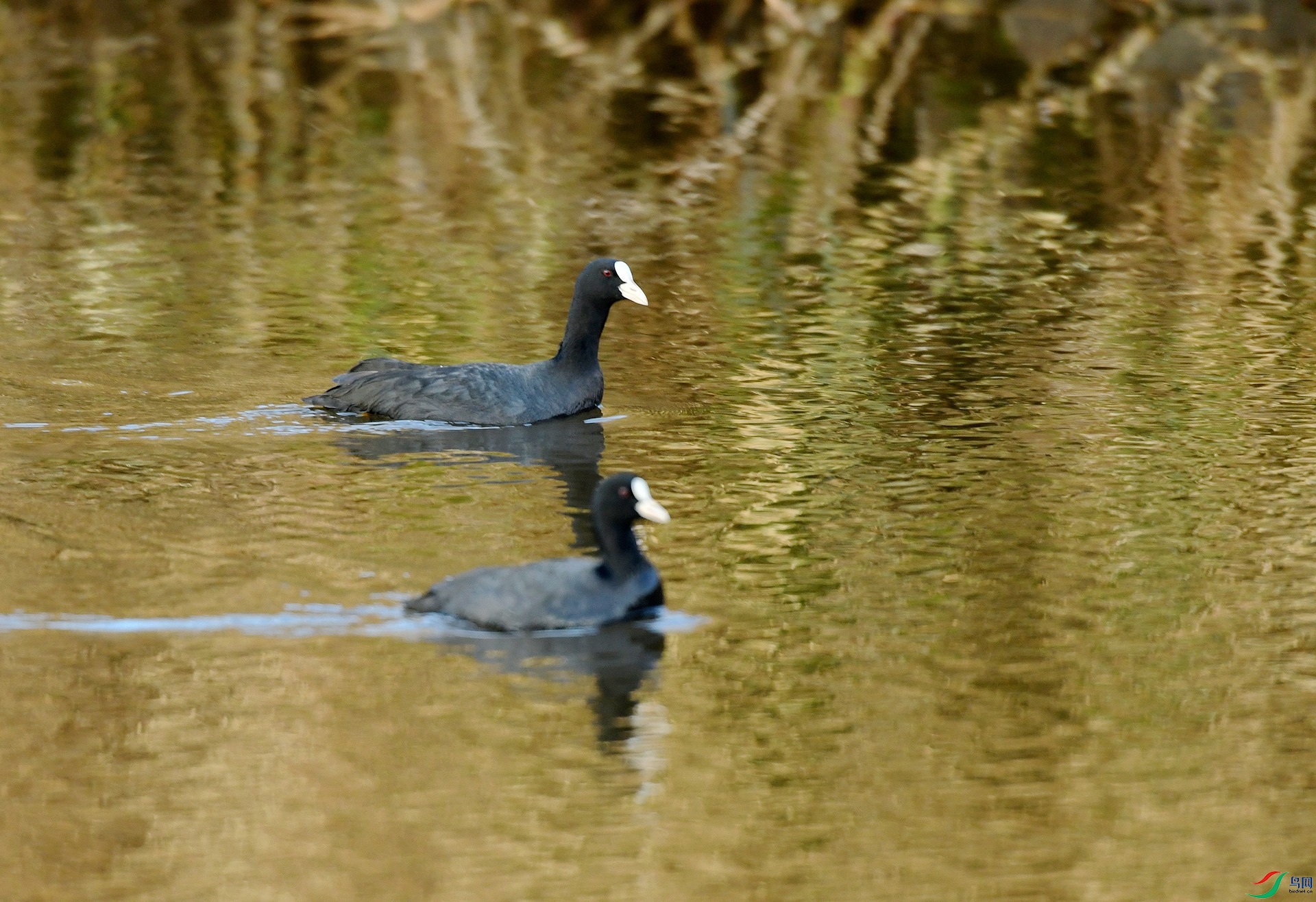 DSC_4644.jpg