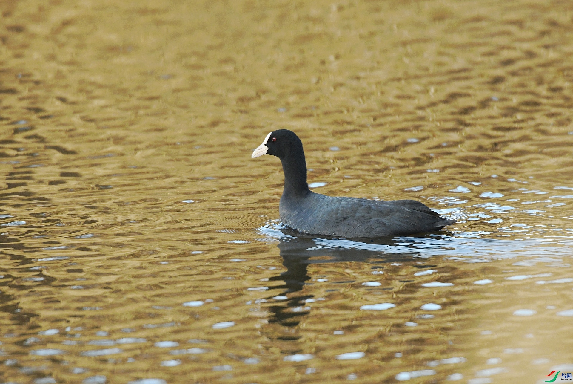 DSC_4658.jpg
