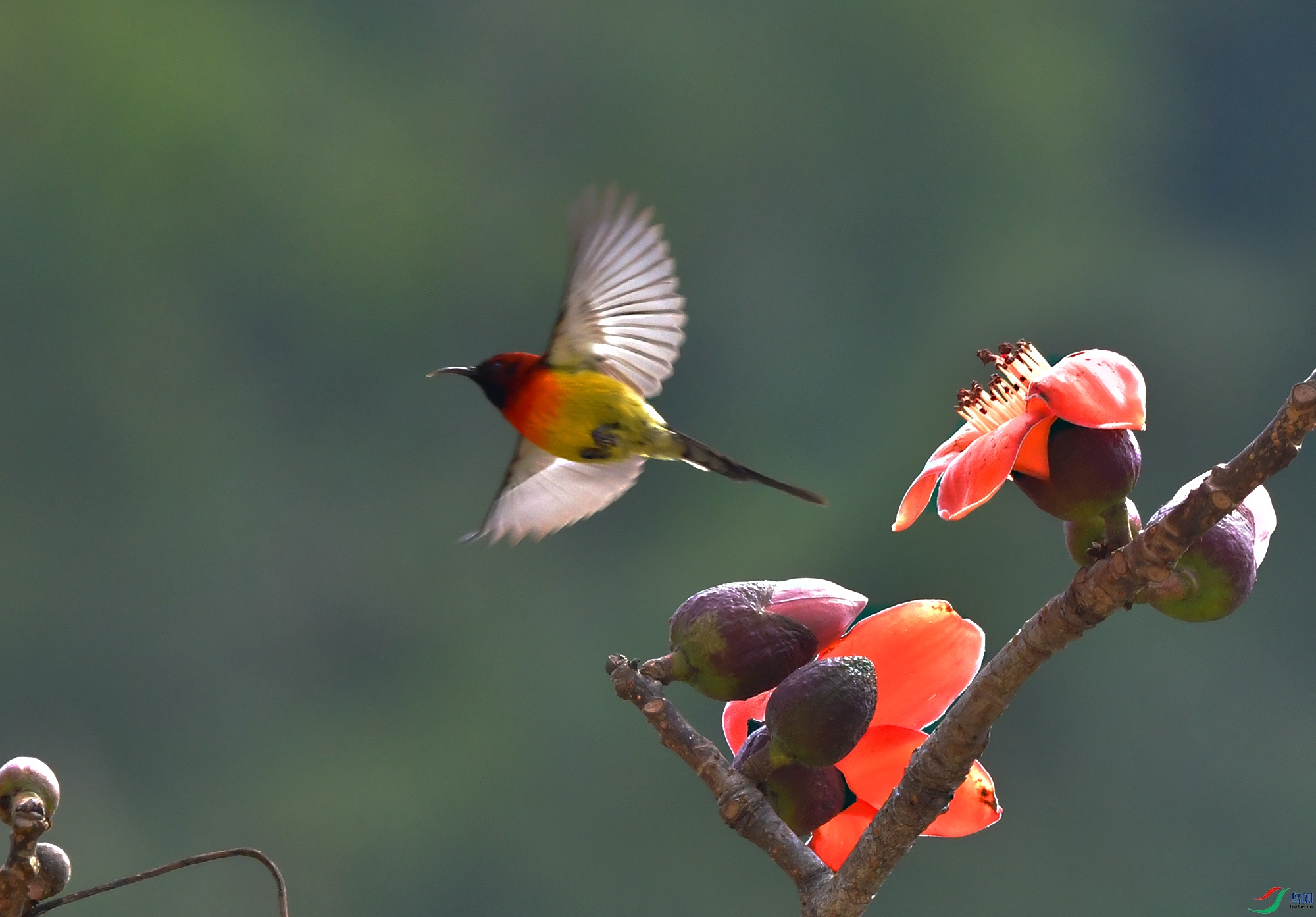 DSC_6244-1.jpg
