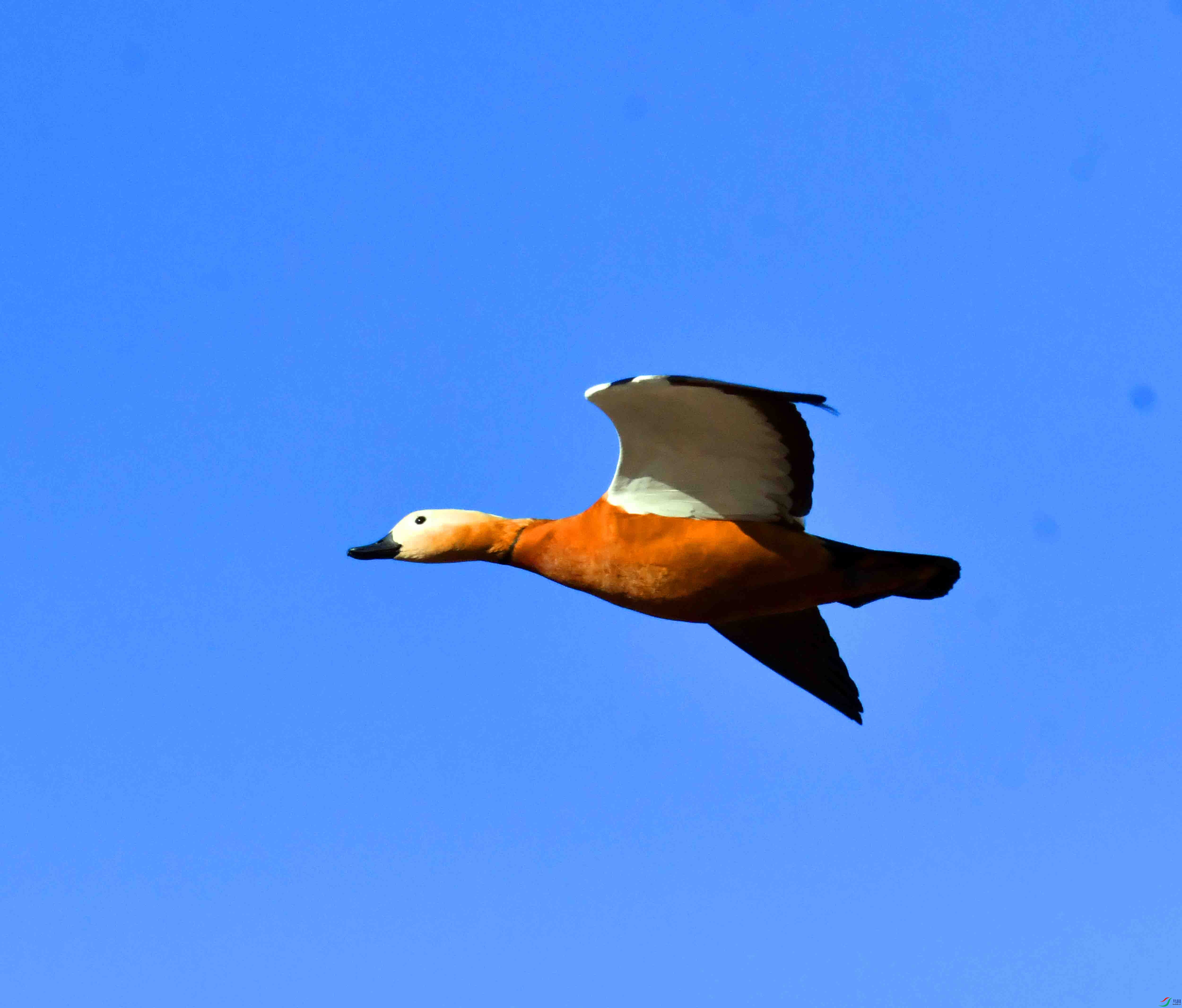 DSC_5503.JPG