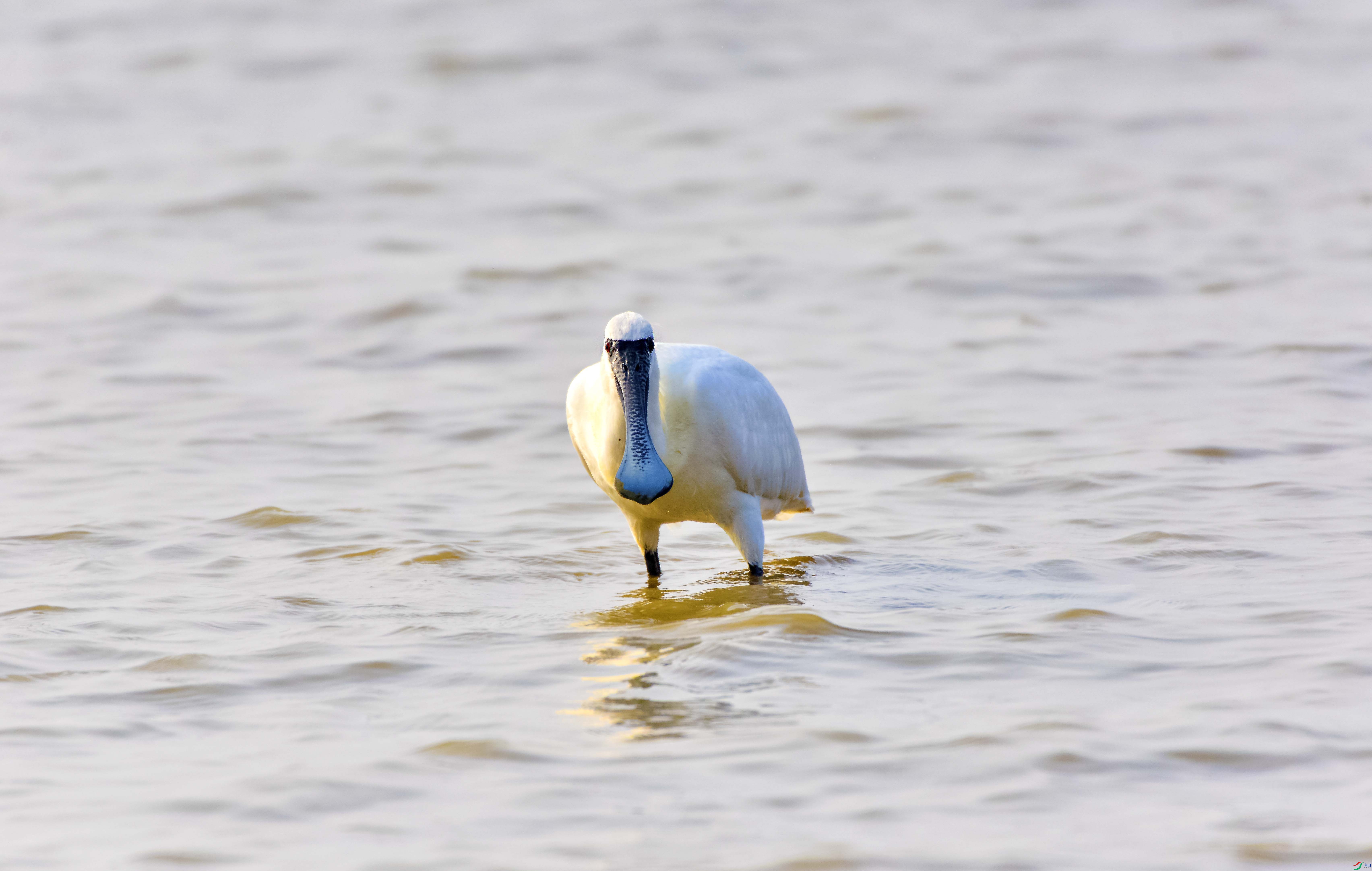 DSC_2417.jpg