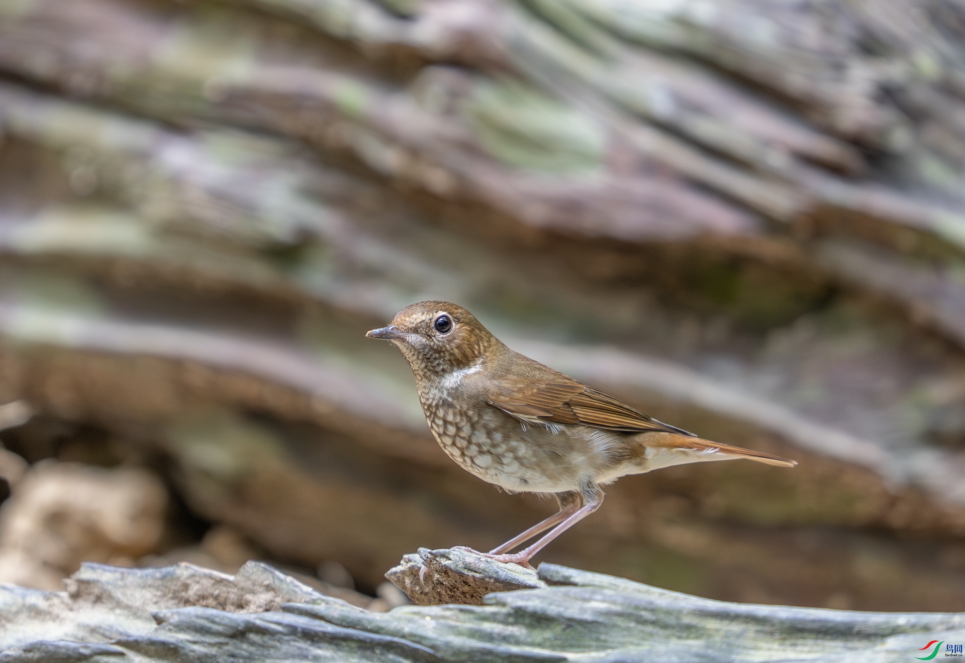 DSC_5717-1.jpg