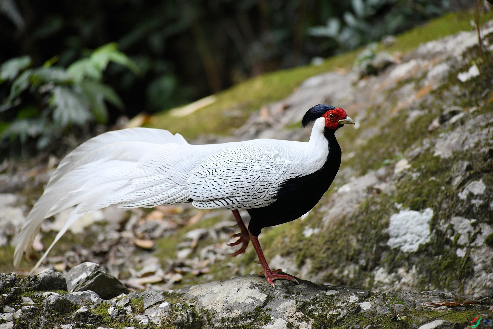 DSC_7063.jpg