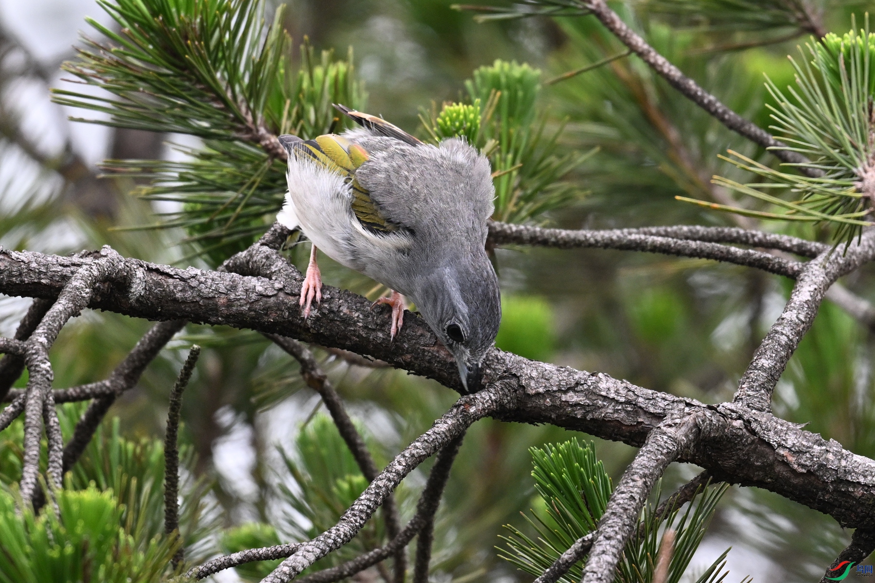 DSC_0833.JPG