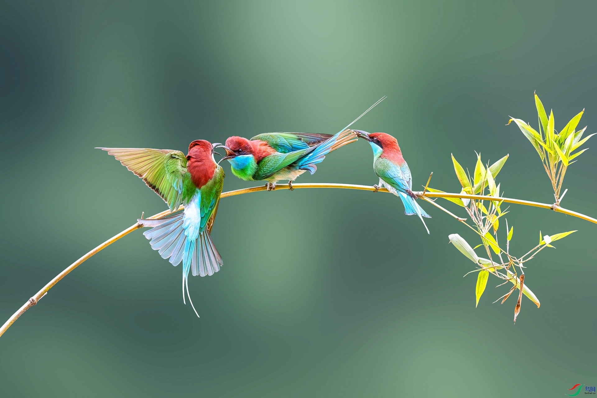 DSC_0335-����ǿ.jpg
