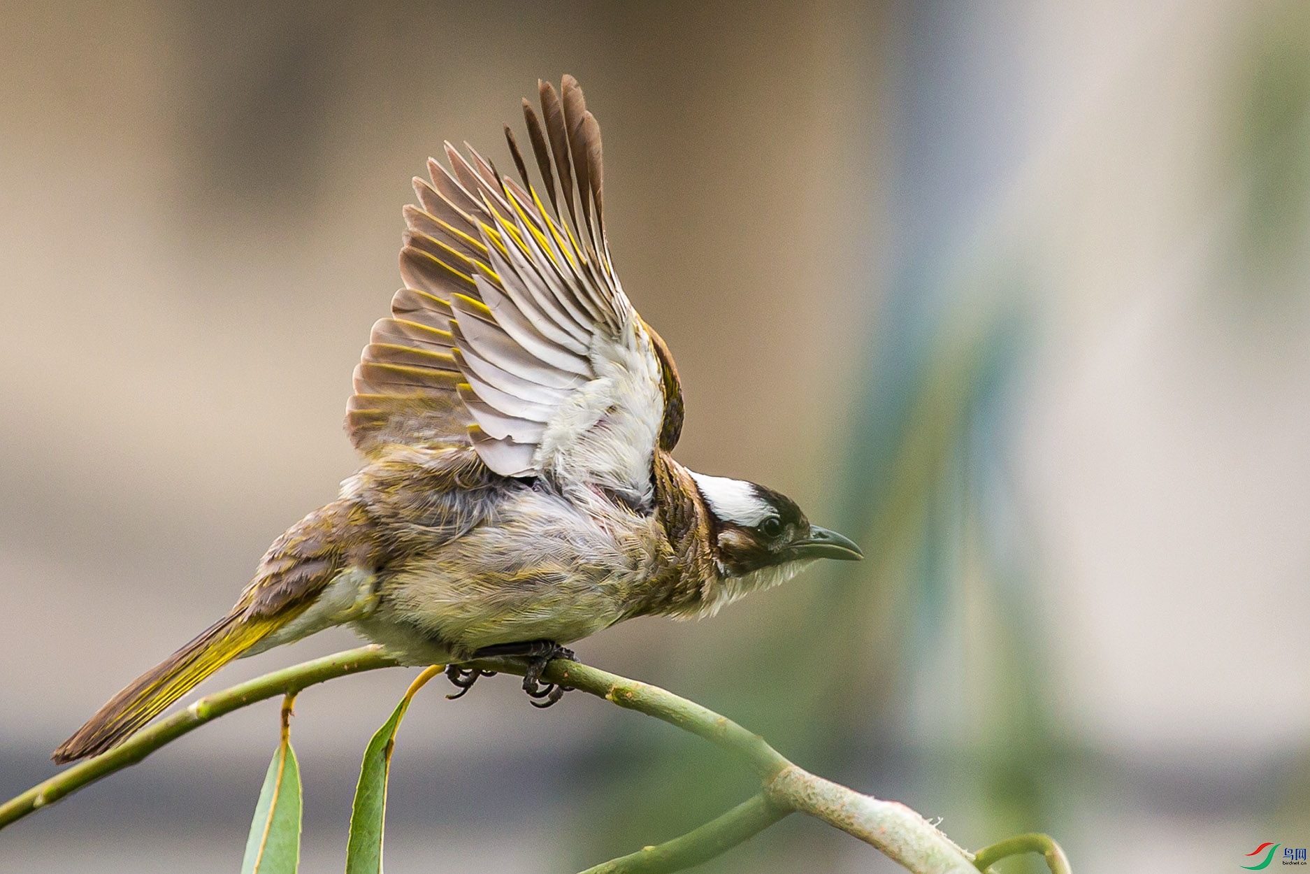 _MG_1376 ����.jpg