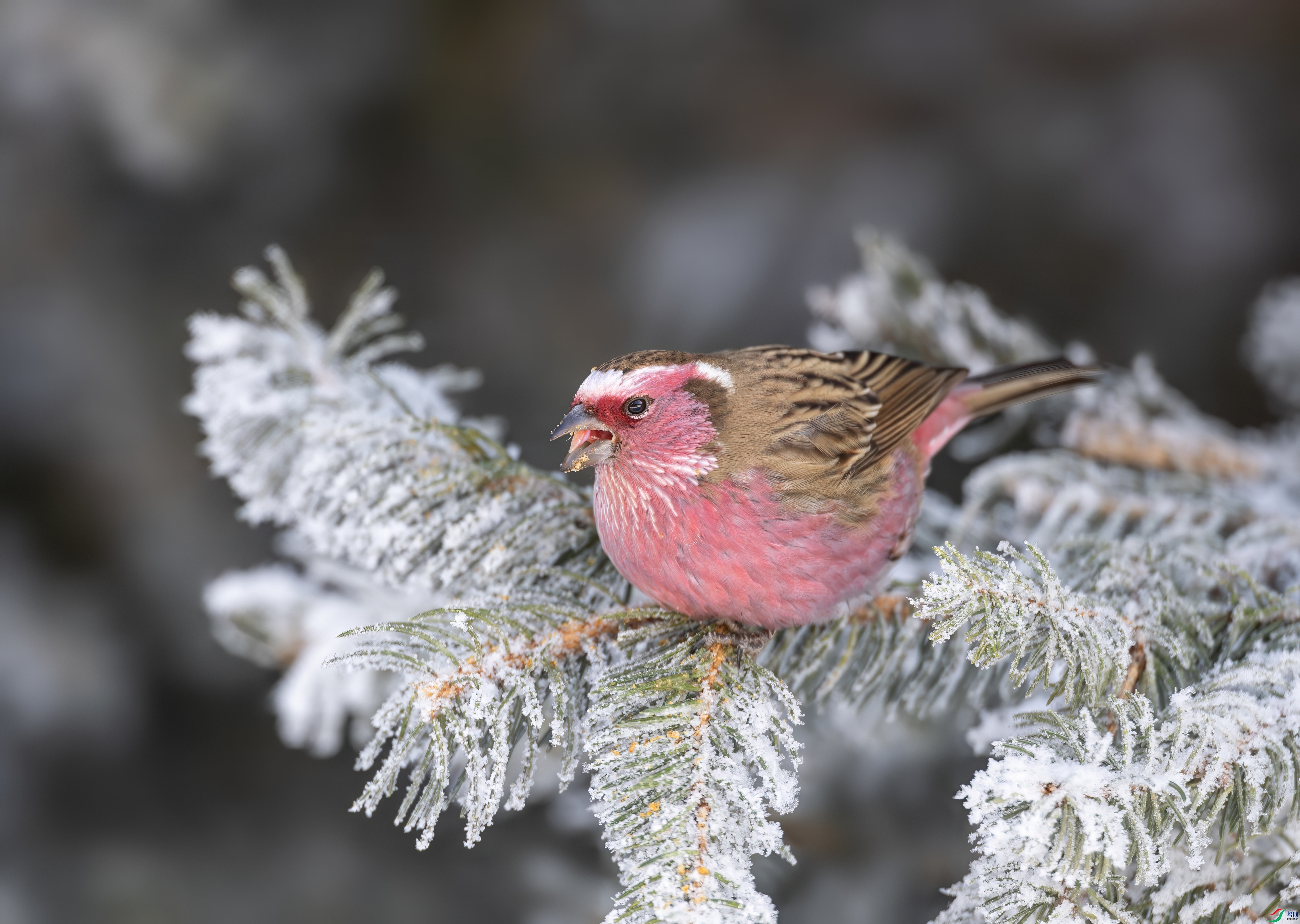 0L0A2752-topaz-denoise.jpeg