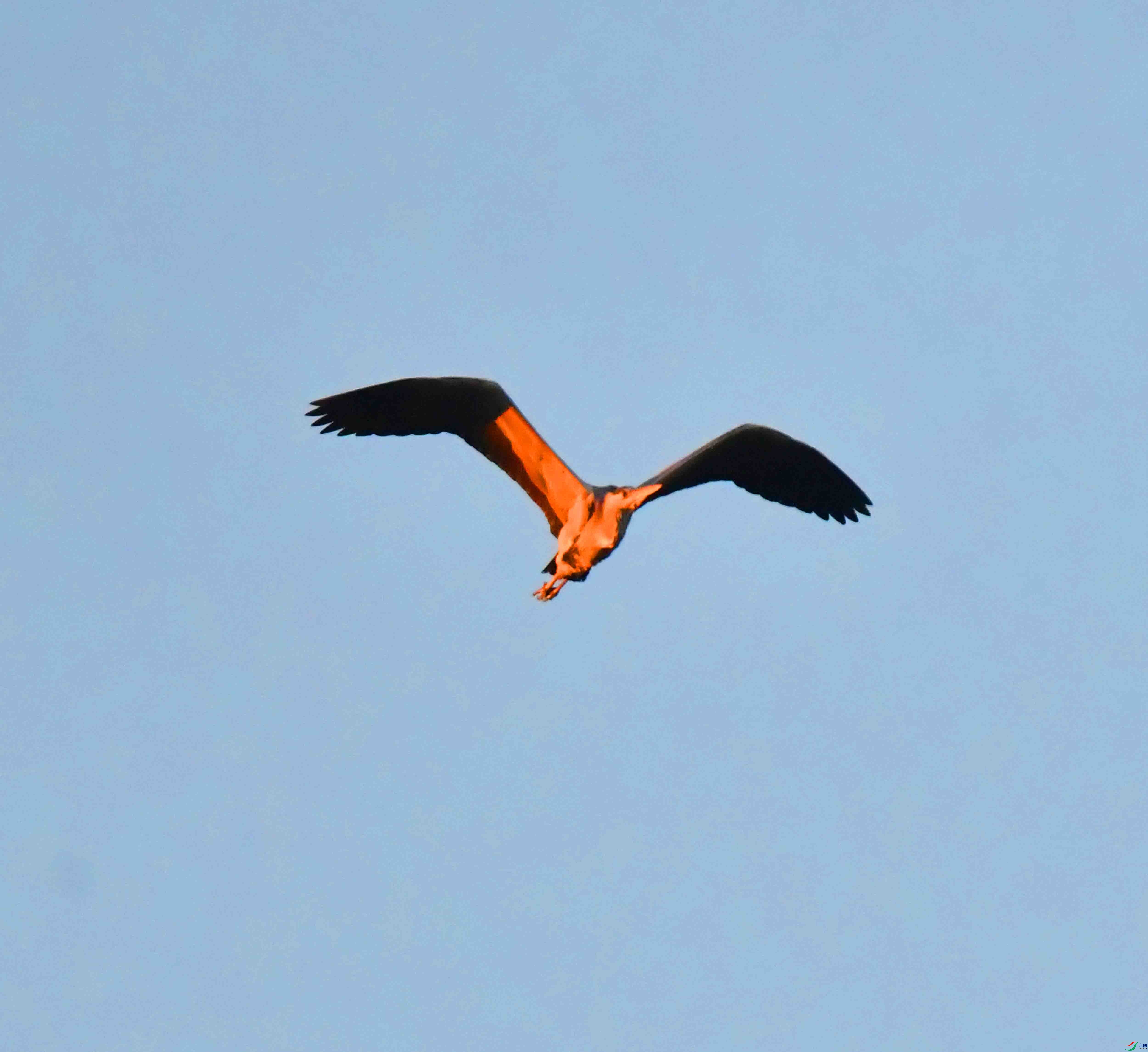 DSC_9537.JPG