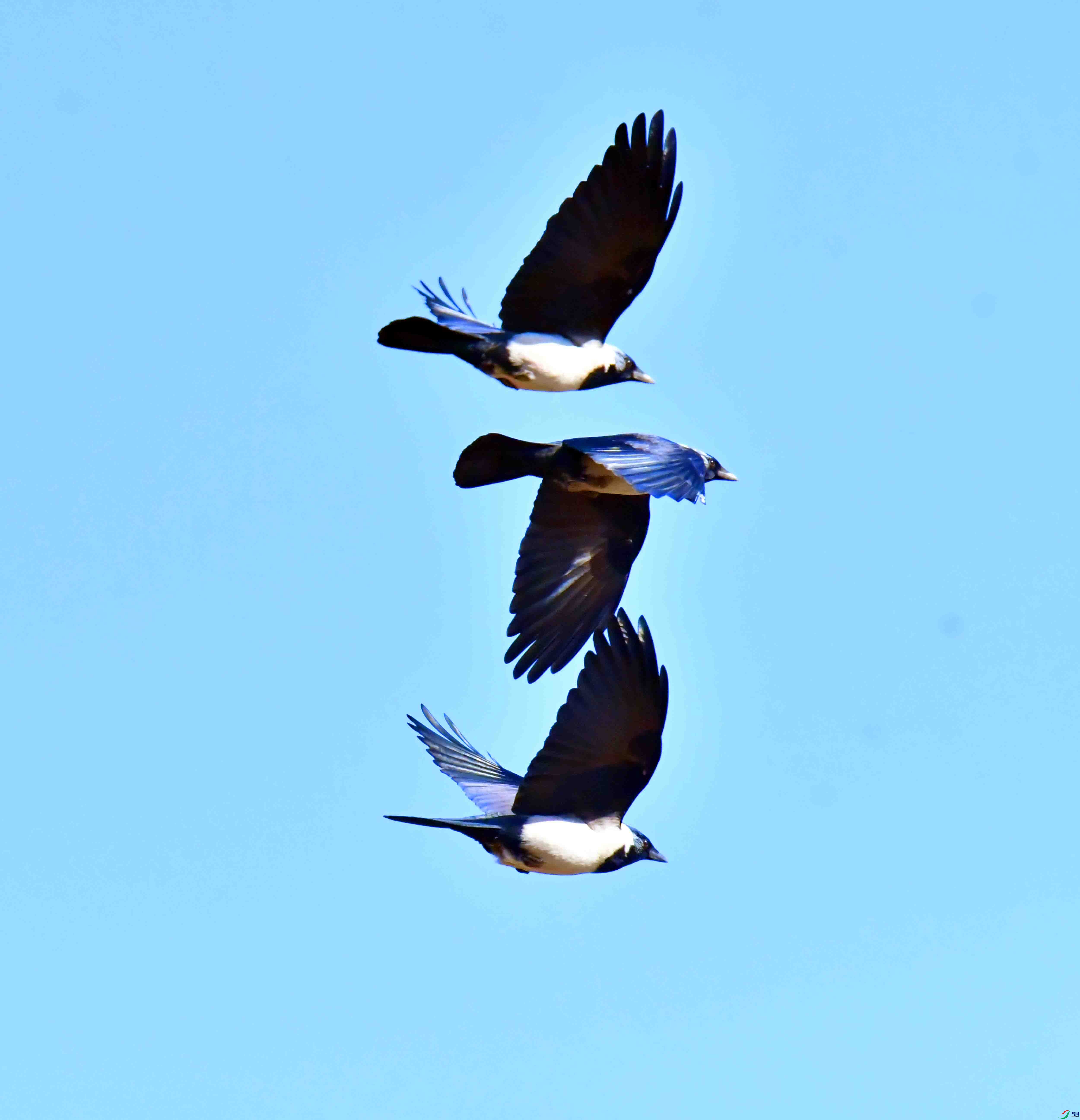 DSC_9750.JPG