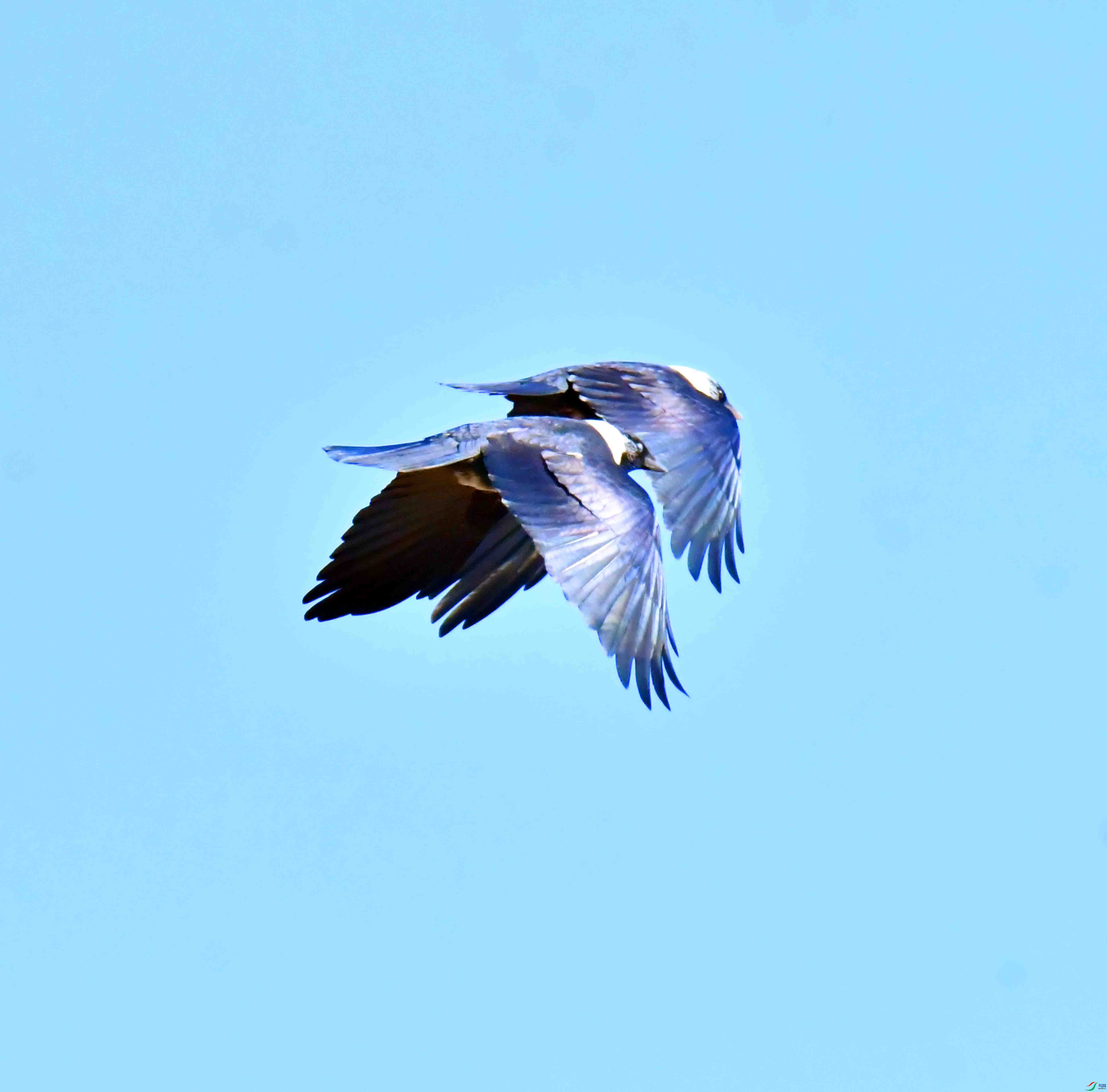 DSC_9753.JPG