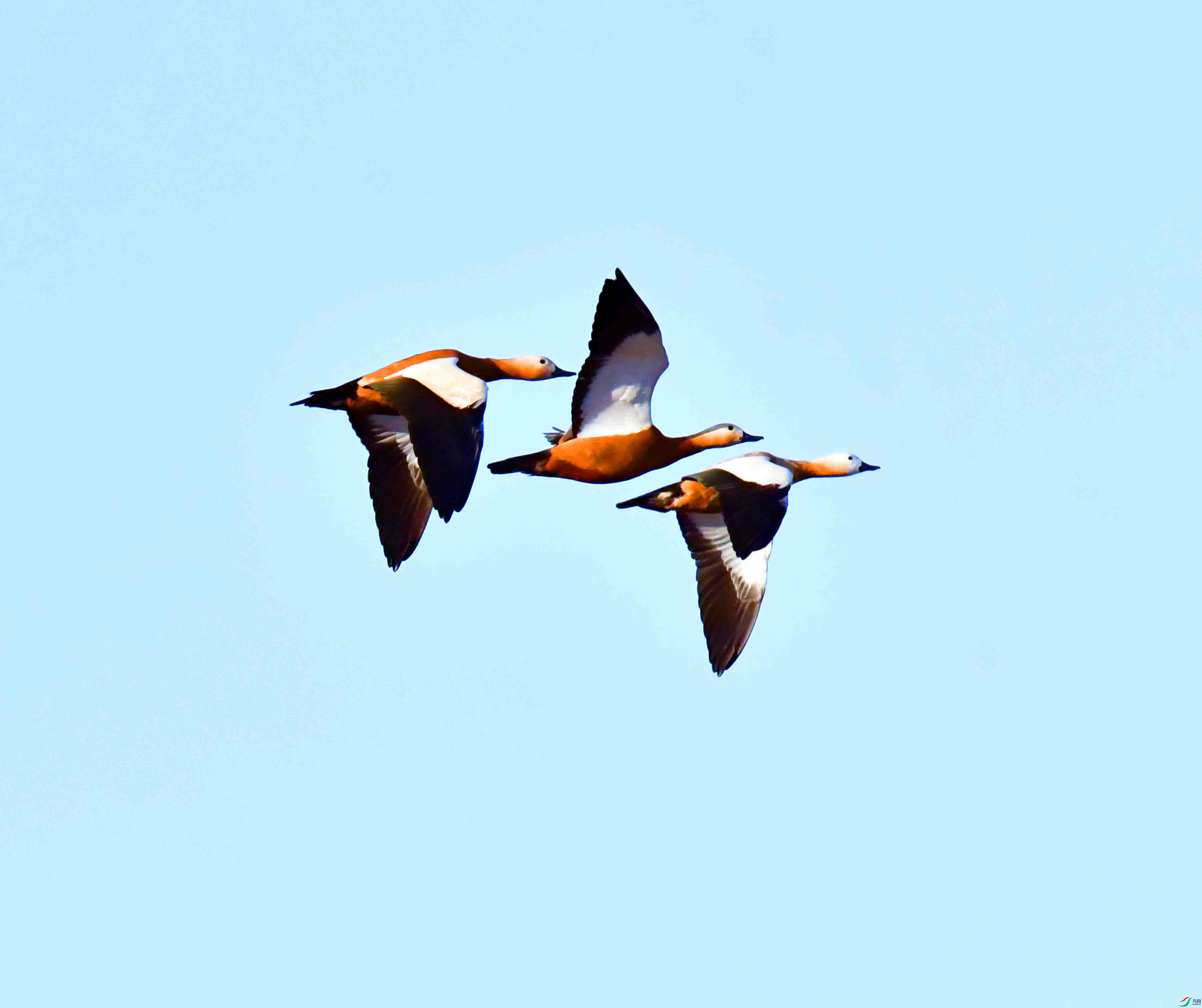 DSC_9679.JPG