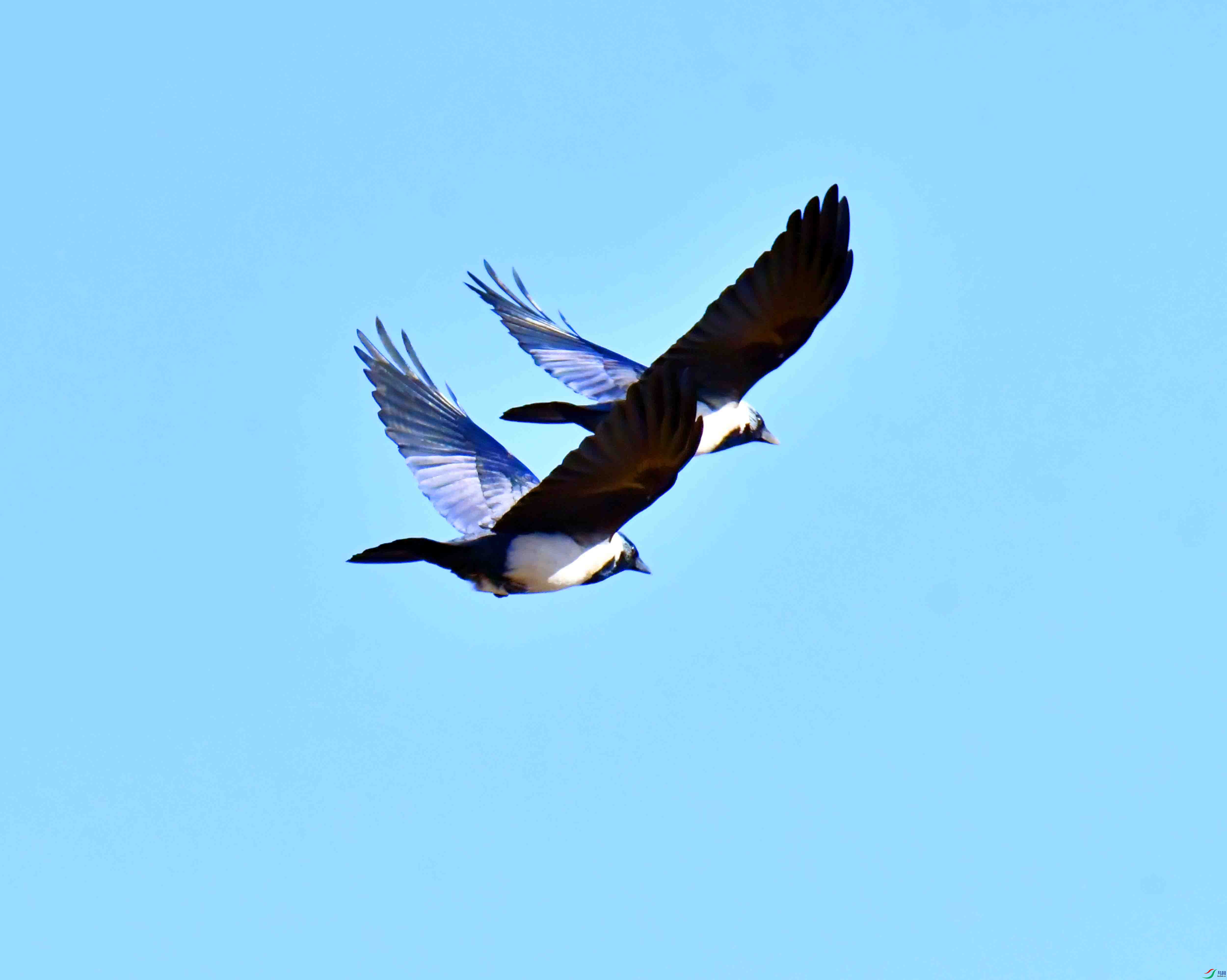 DSC_9752.JPG