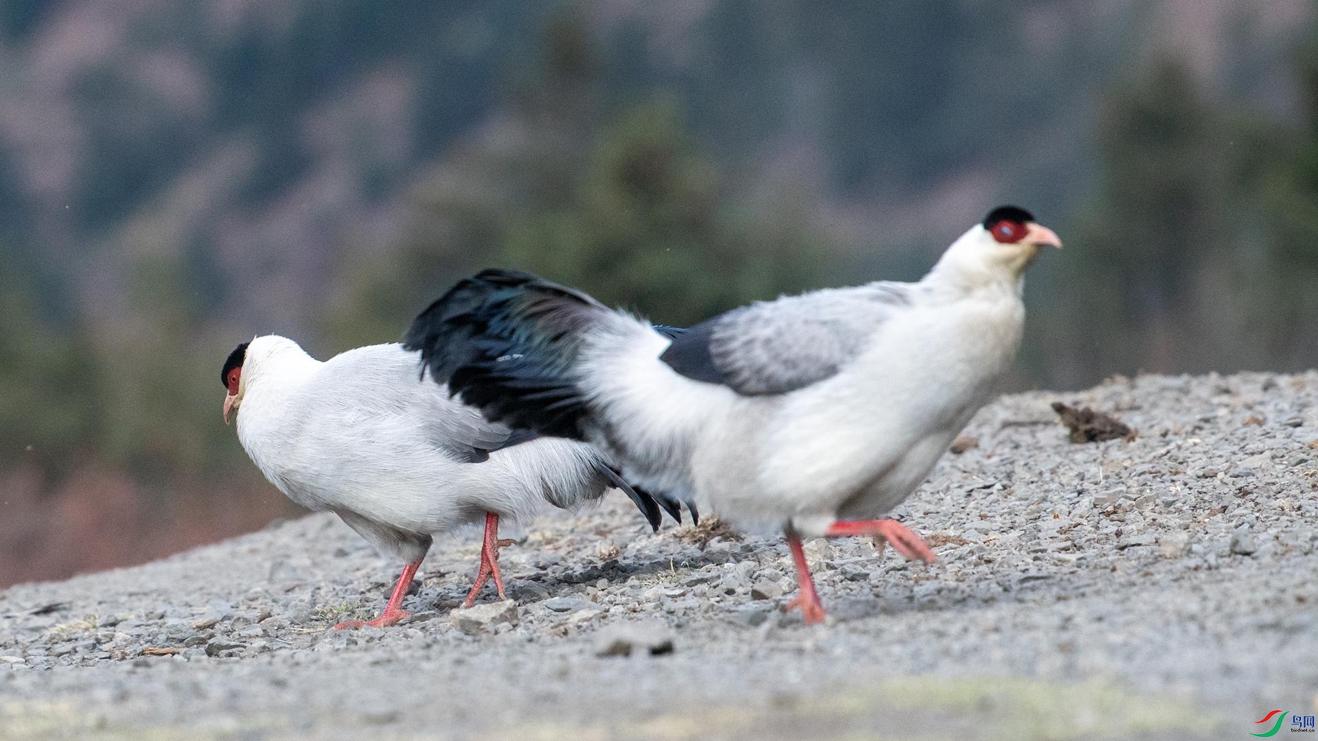 WGB_1174 ����.jpg