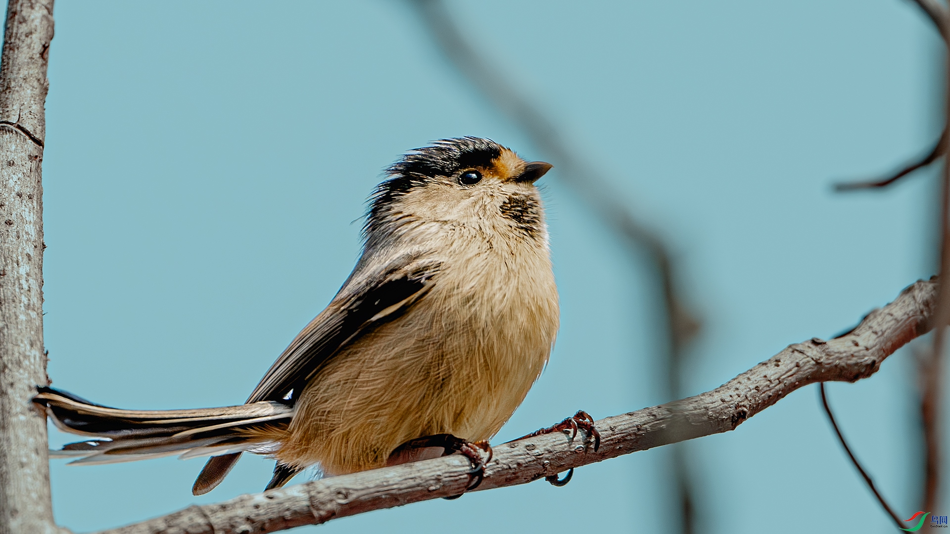 DSC_6644-����ǿ-NR ����.jpg