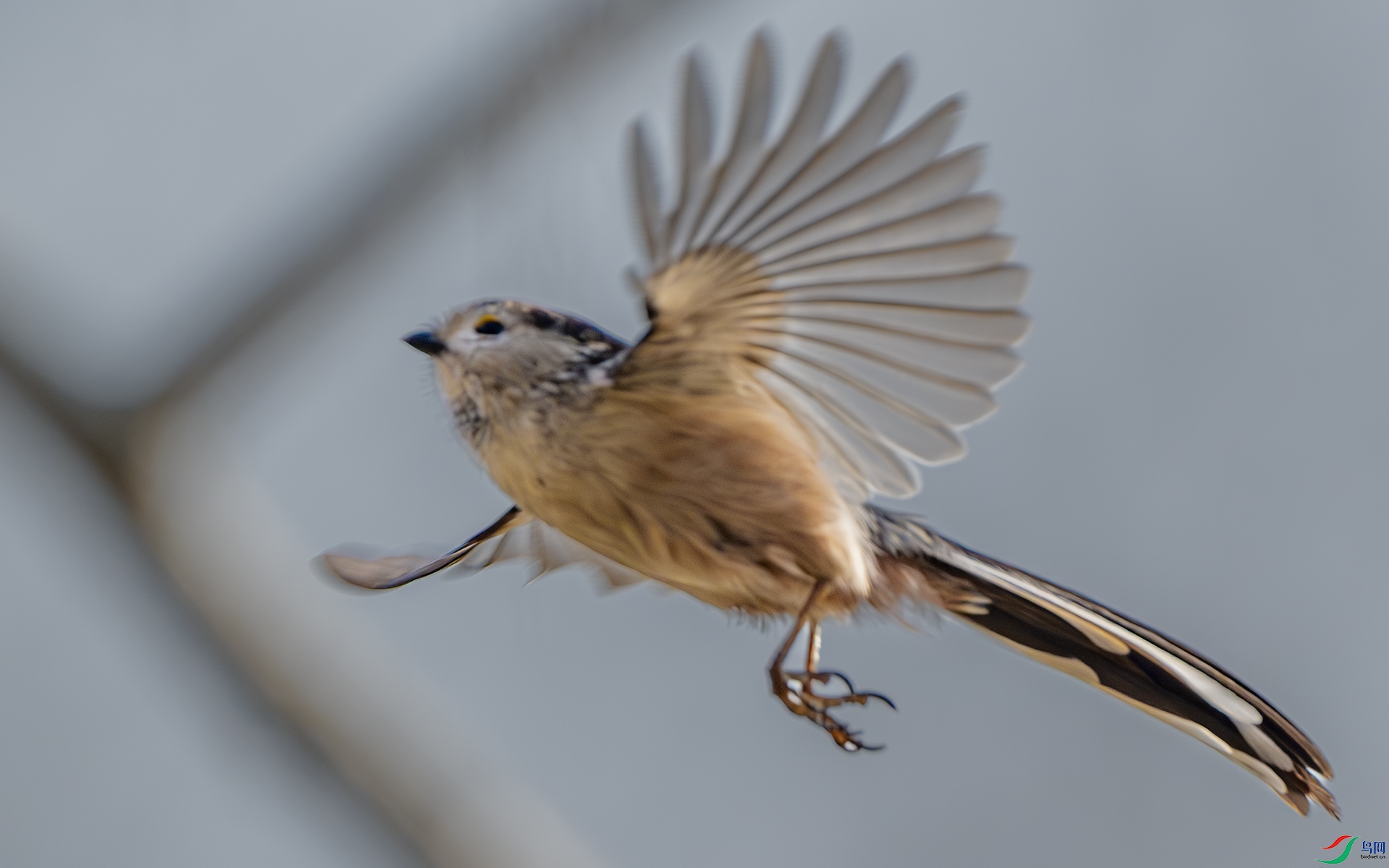 DSC_6686-����ǿ-NR ����.jpg