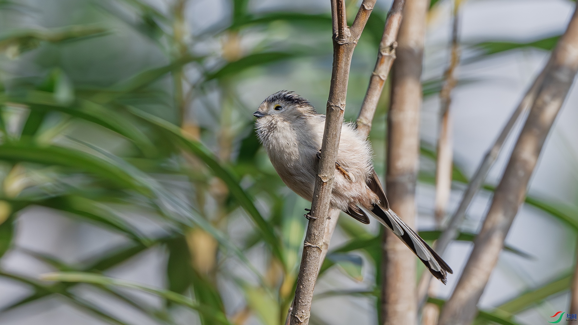 DSC_6820-����ǿ-NR ����.jpg