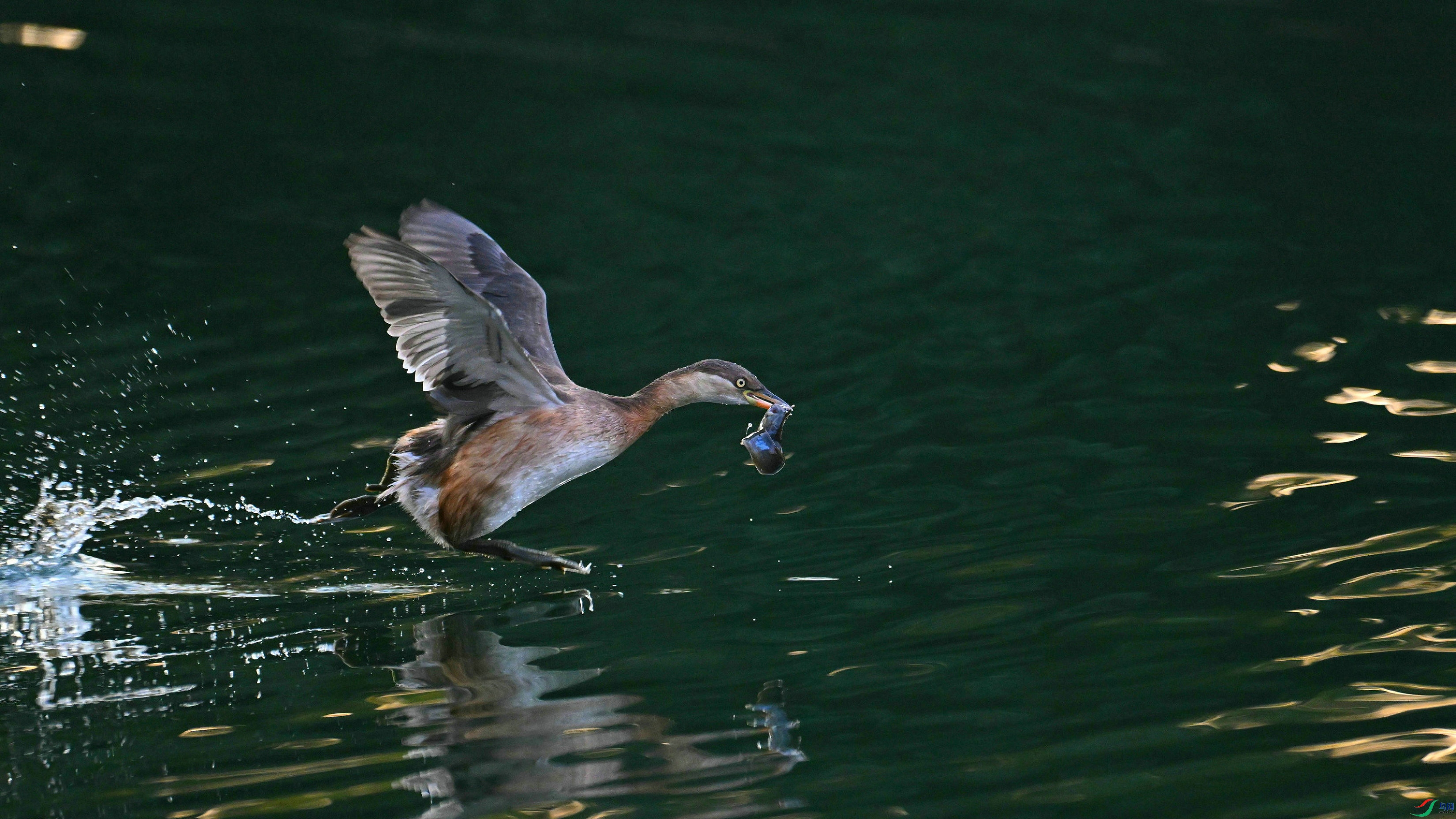 DSC_9738.JPG