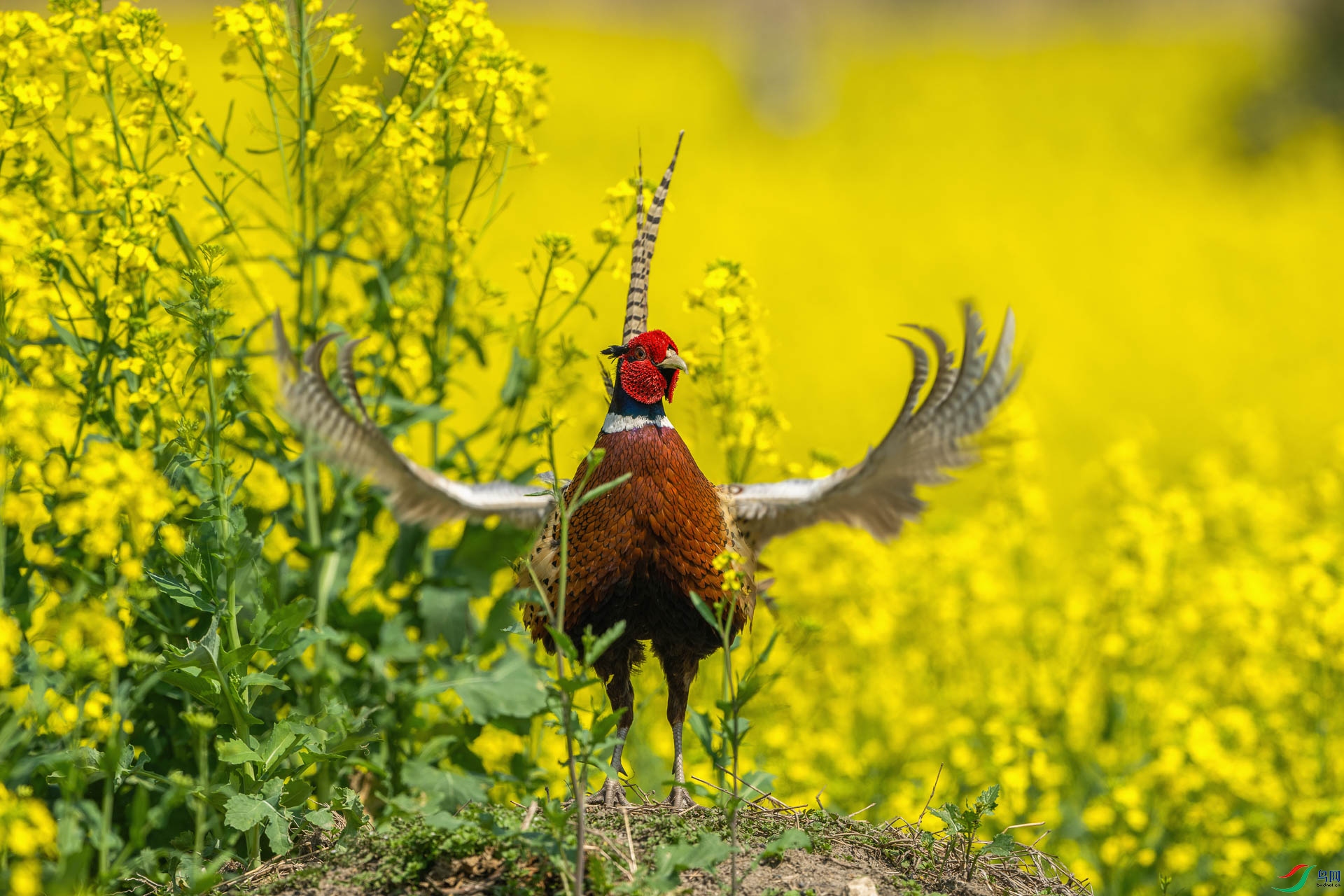 _DSC1152 ����.jpg