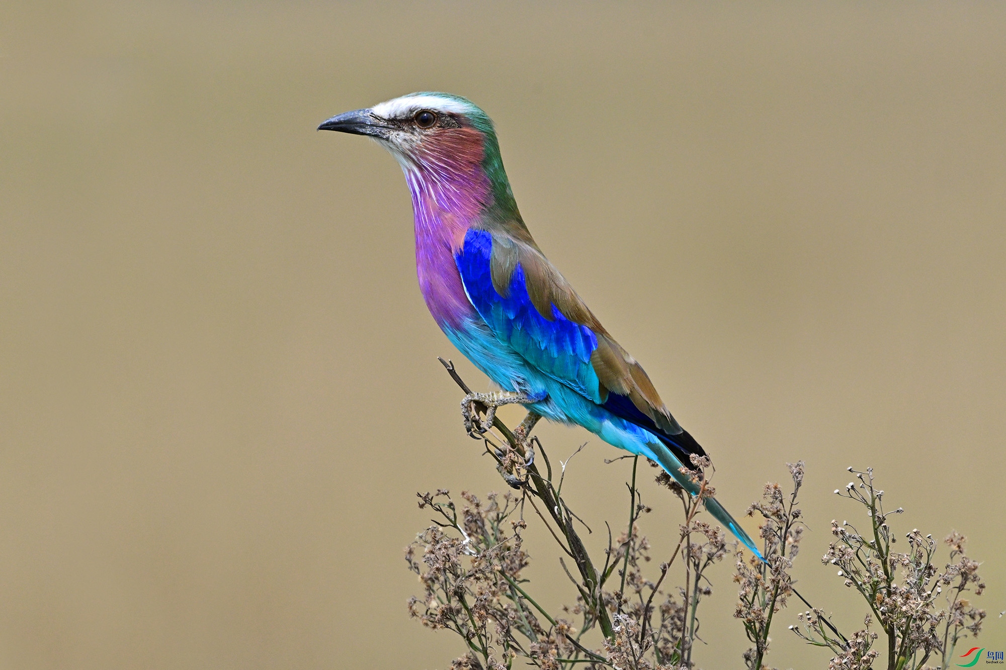 DSC_6248.JPG