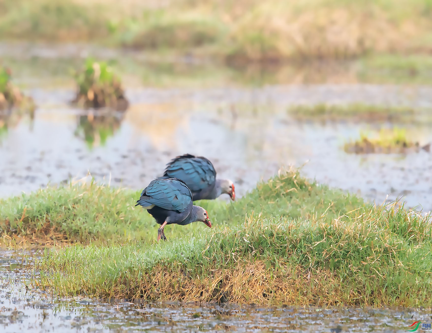 DSC_7147.jpg