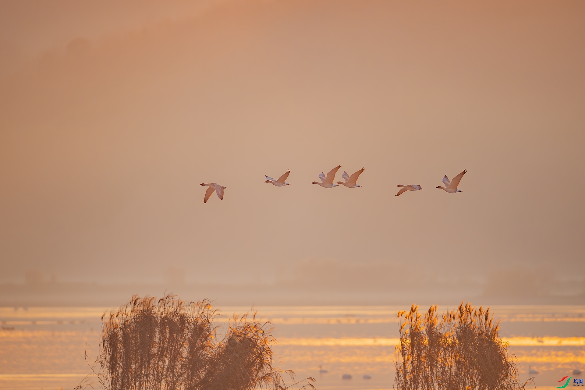 DSC_6565.jpg