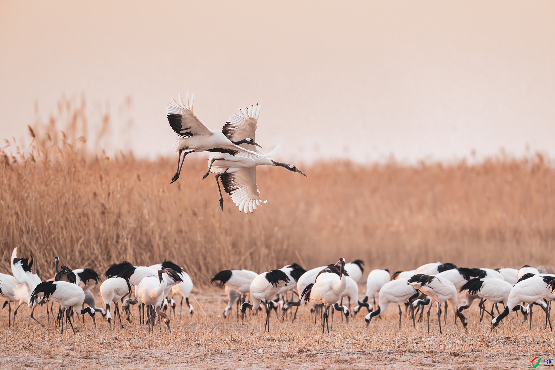 _DSC8787 ����С.jpg