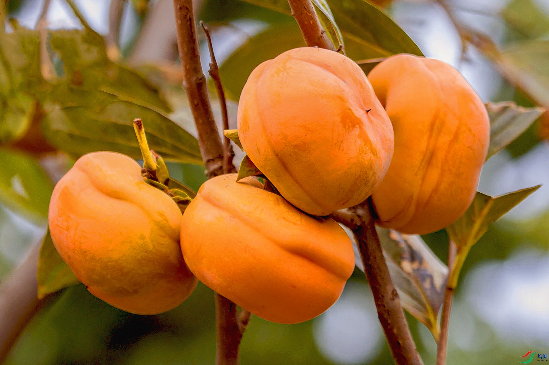 _MG_0262 ���� 3.jpg