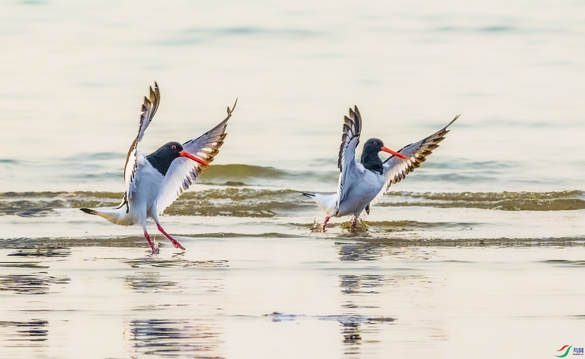 0E8A8180  �ظ����� �������� 02.jpg