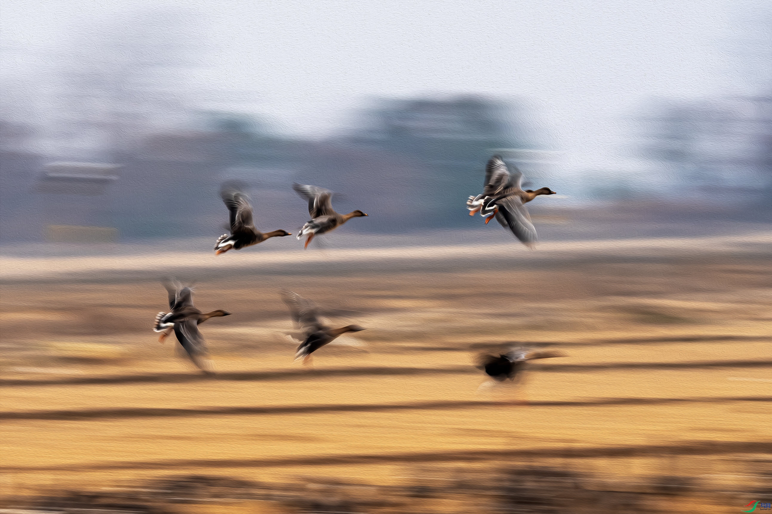 DSC00983b_����.jpg