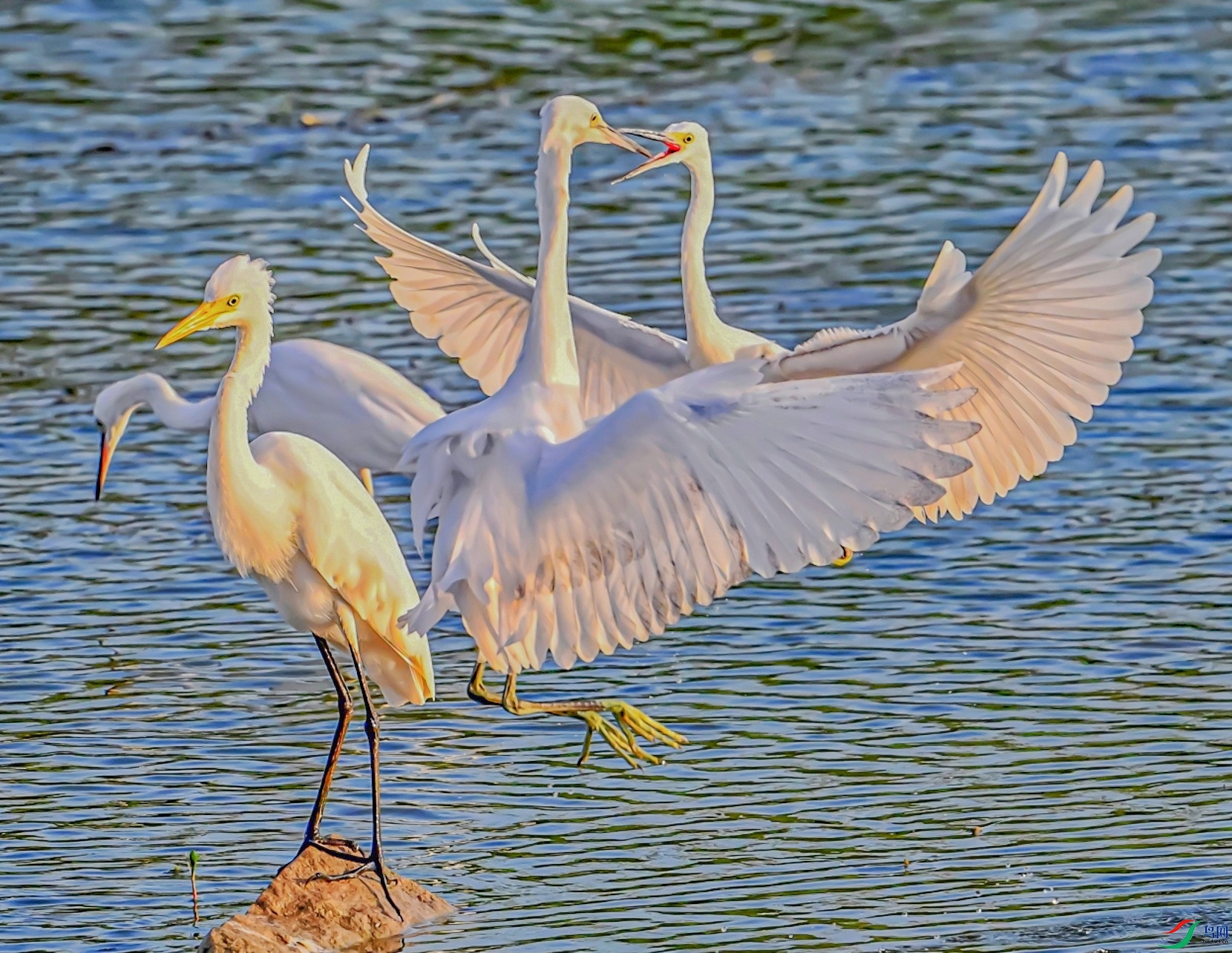 DSC_4958---_conew1.jpg
