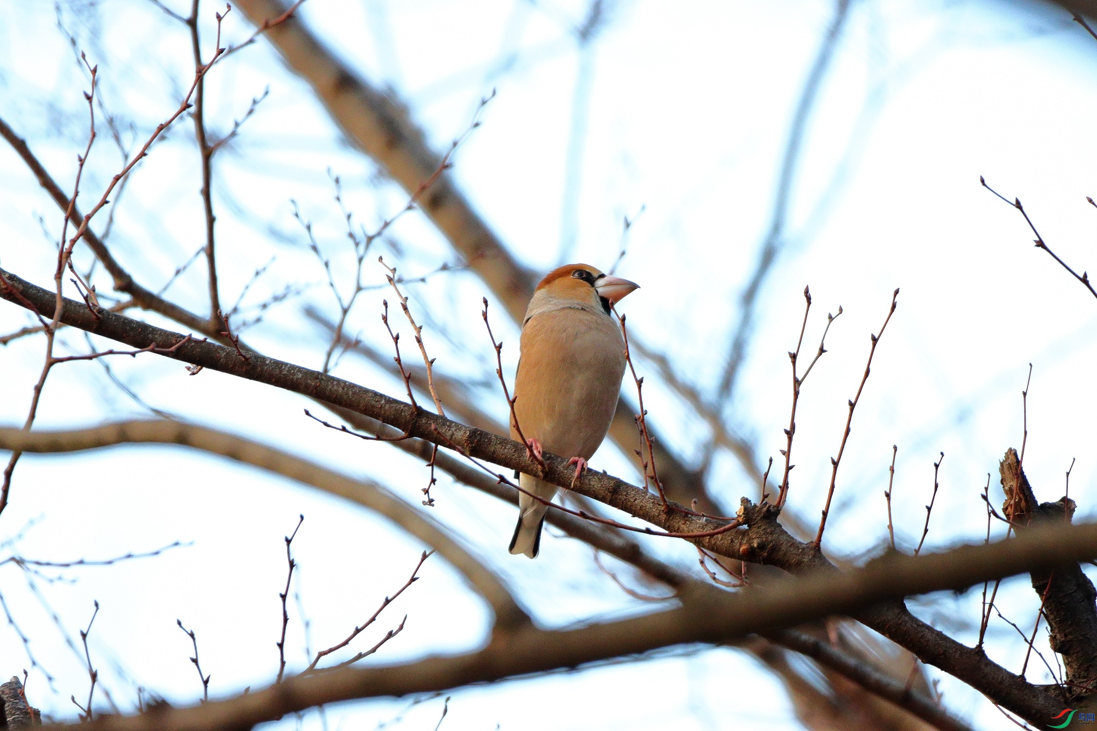 IMG_4539a1.jpg