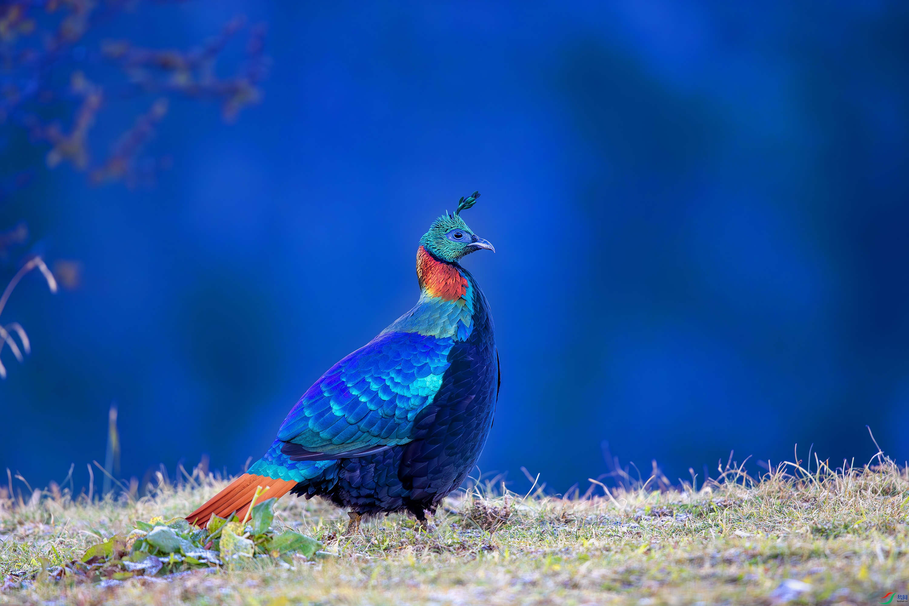 _U1I7110-����ǿ-NR.JPG