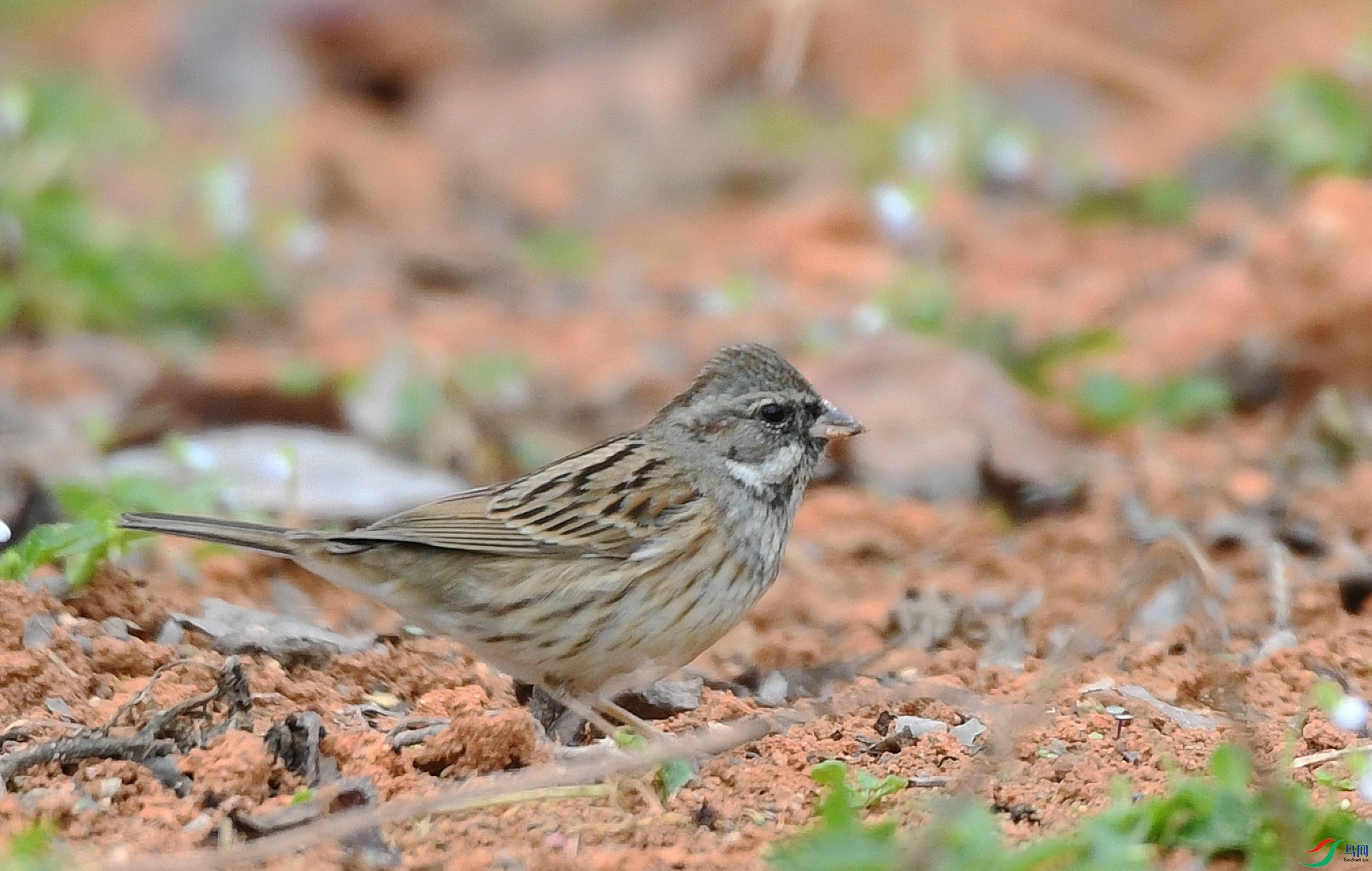 DSC_0438.jpg