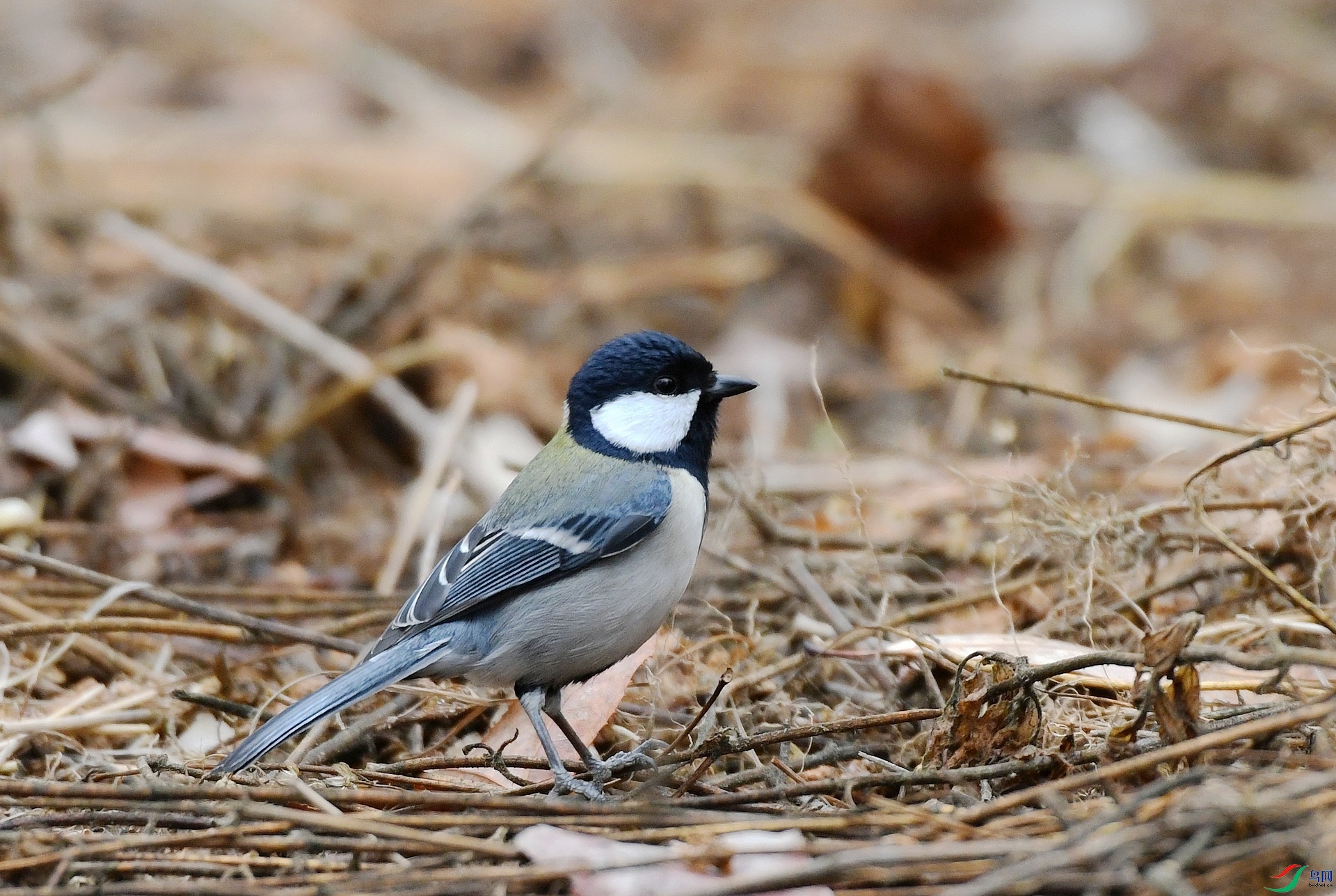 DSC_0447.jpg