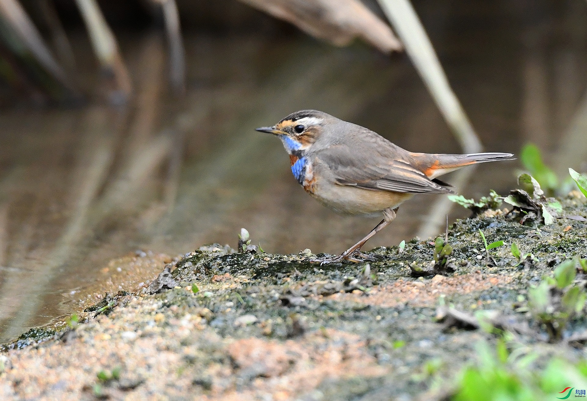 DSC_0590.jpg